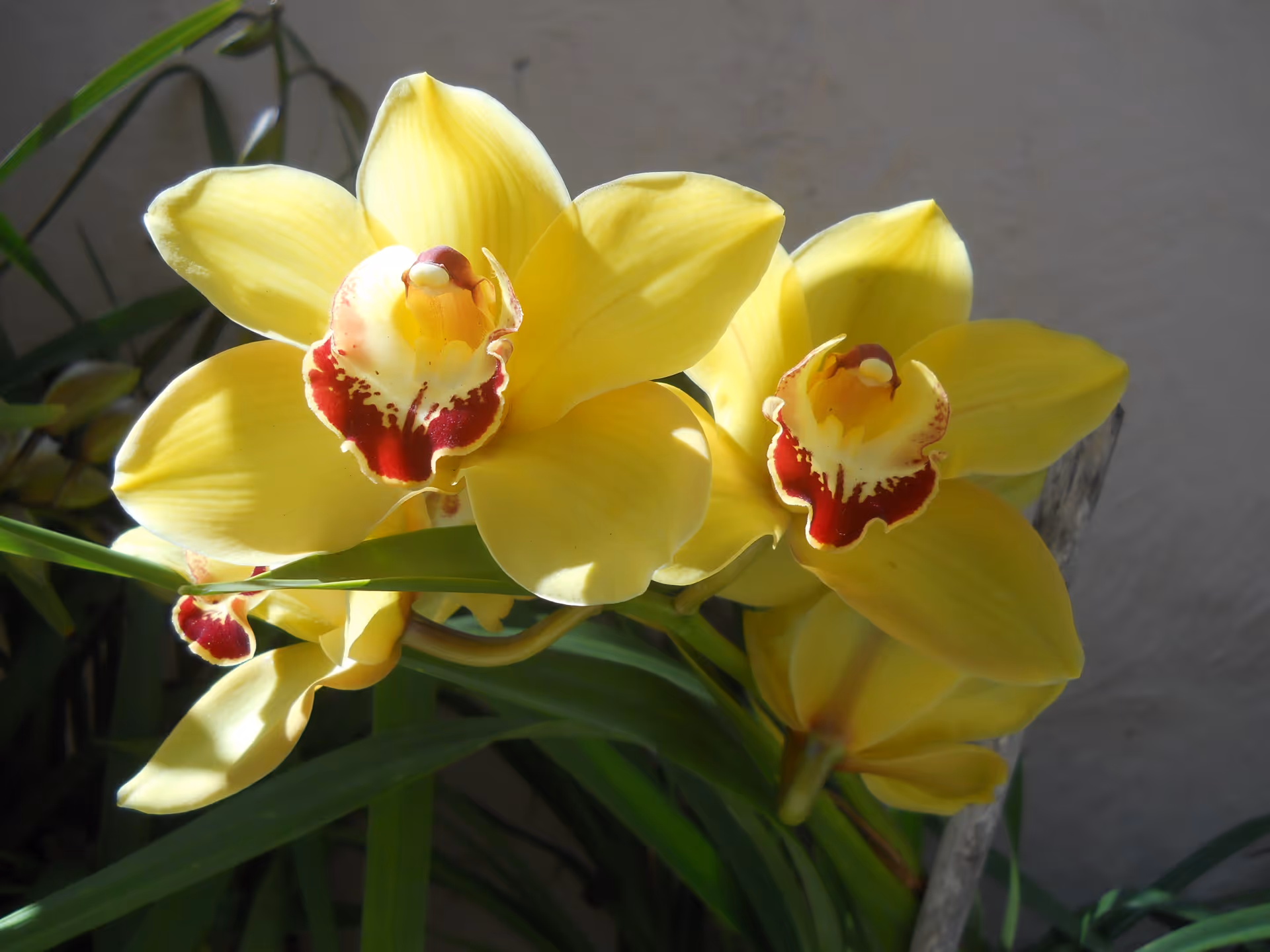 Close-up of yellow orchids with red-and-white centers among green leaves against a pale wall.
