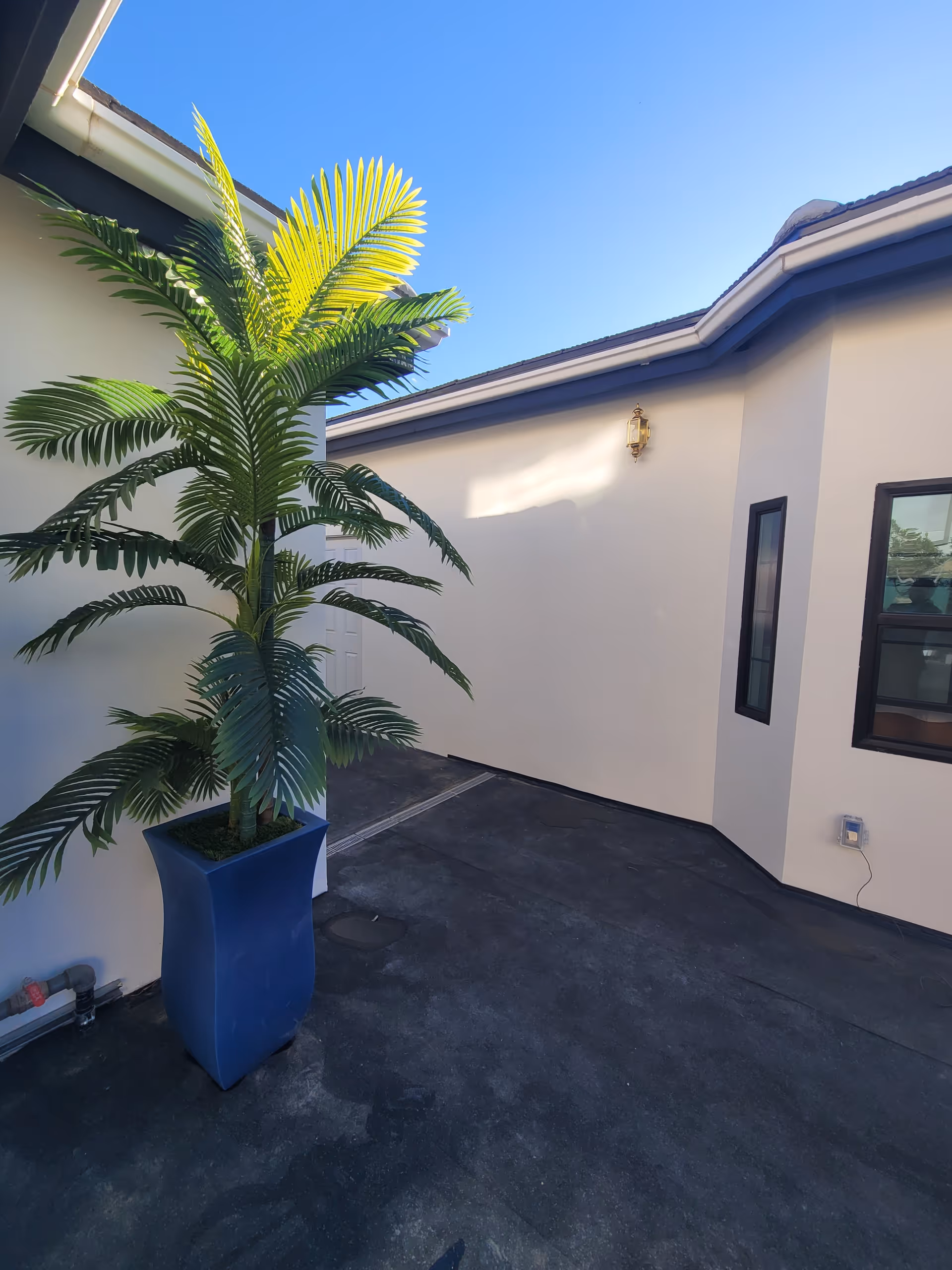 Small outdoor courtyard with a potted palm in a blue planter beside cream building walls and windows under a clear blue sky.