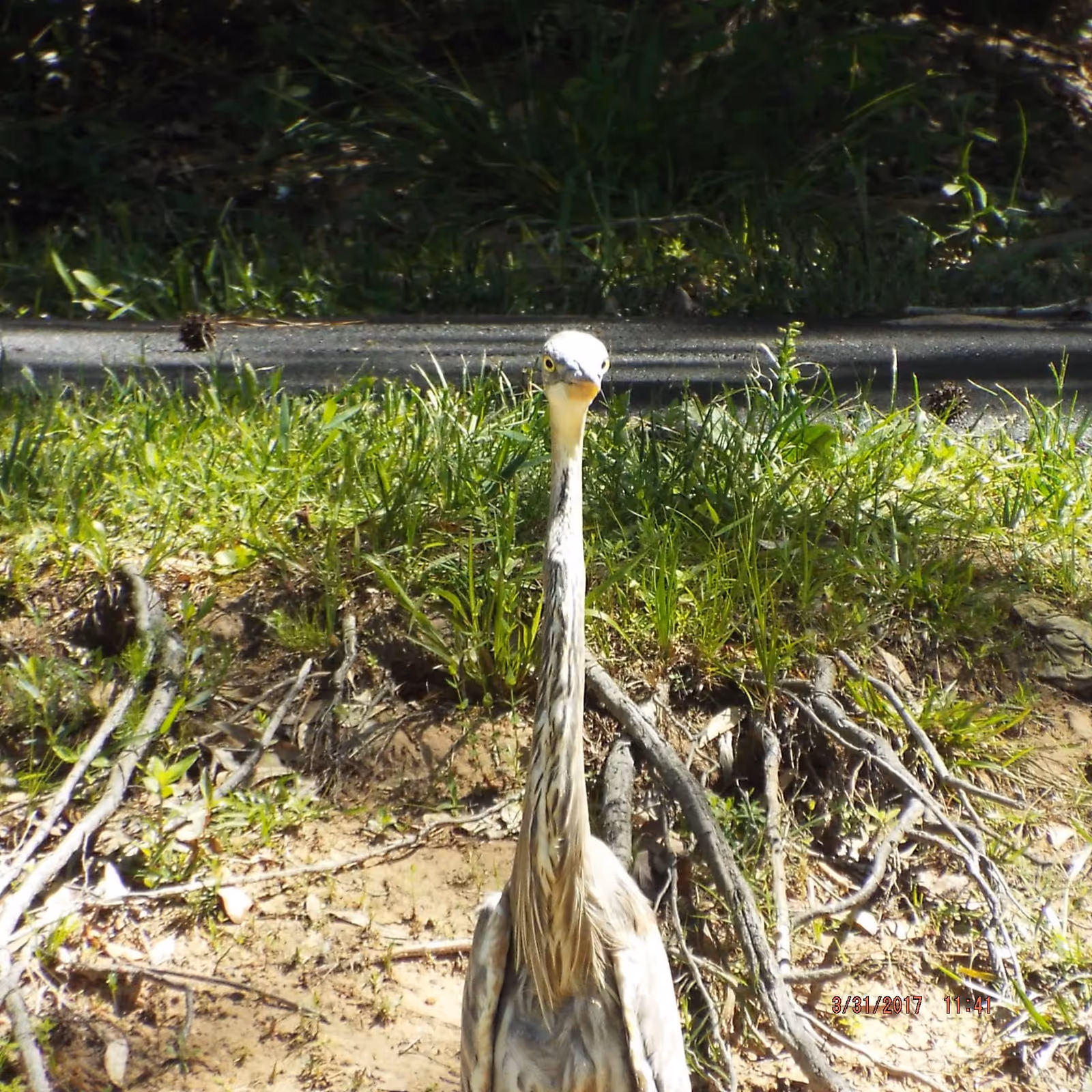 A close-up of a tall bird with a long neck standing on a patch of dirt and grass with some roots and twigs visible. The bird is facing directly towards the camera with a background of green grass and a paved path.