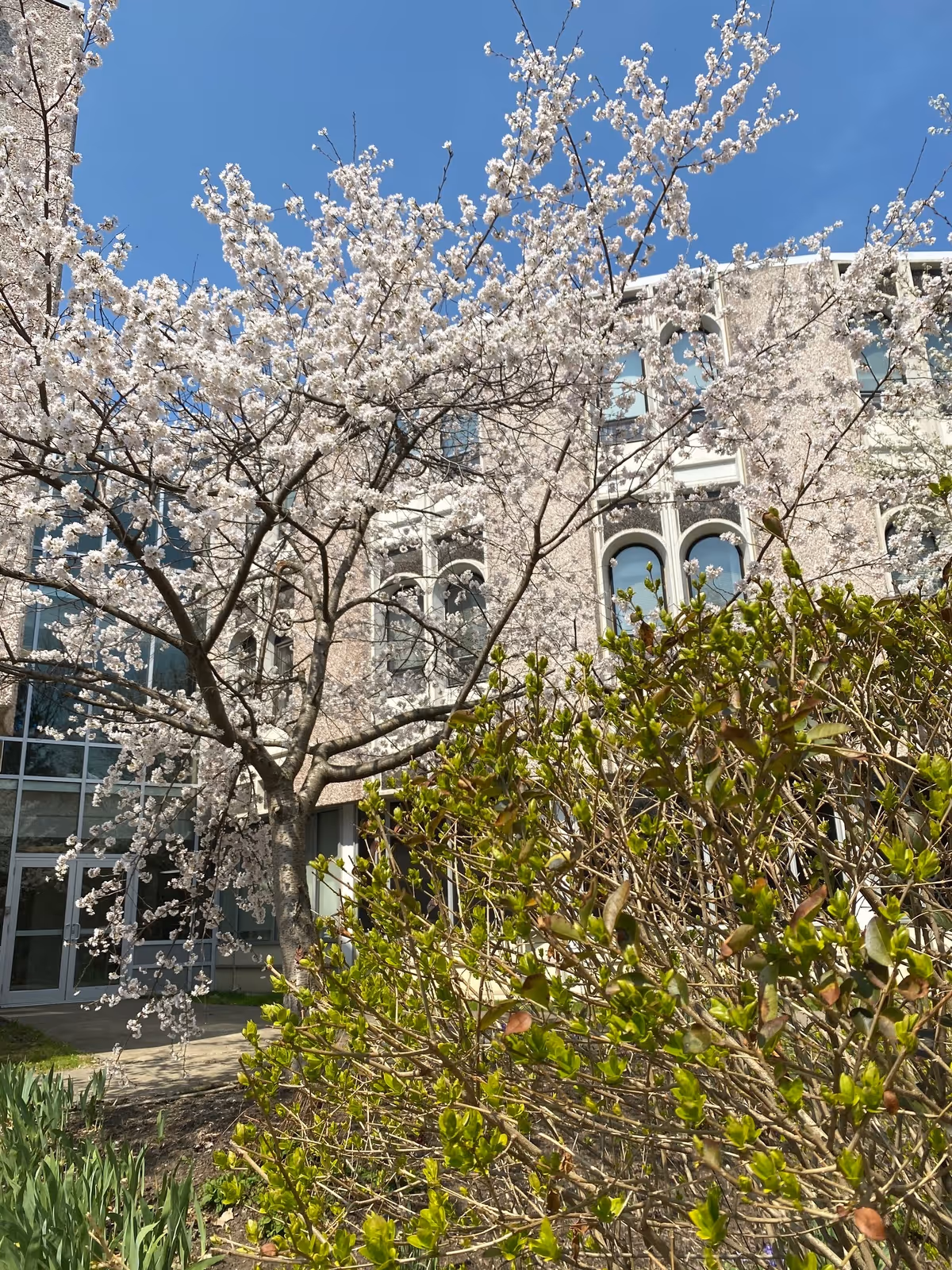 A blooming cherry blossom tree with white flowers in front of a multi-story building with arched windows under a clear blue sky. Green shrubs and plants are visible in the foreground.