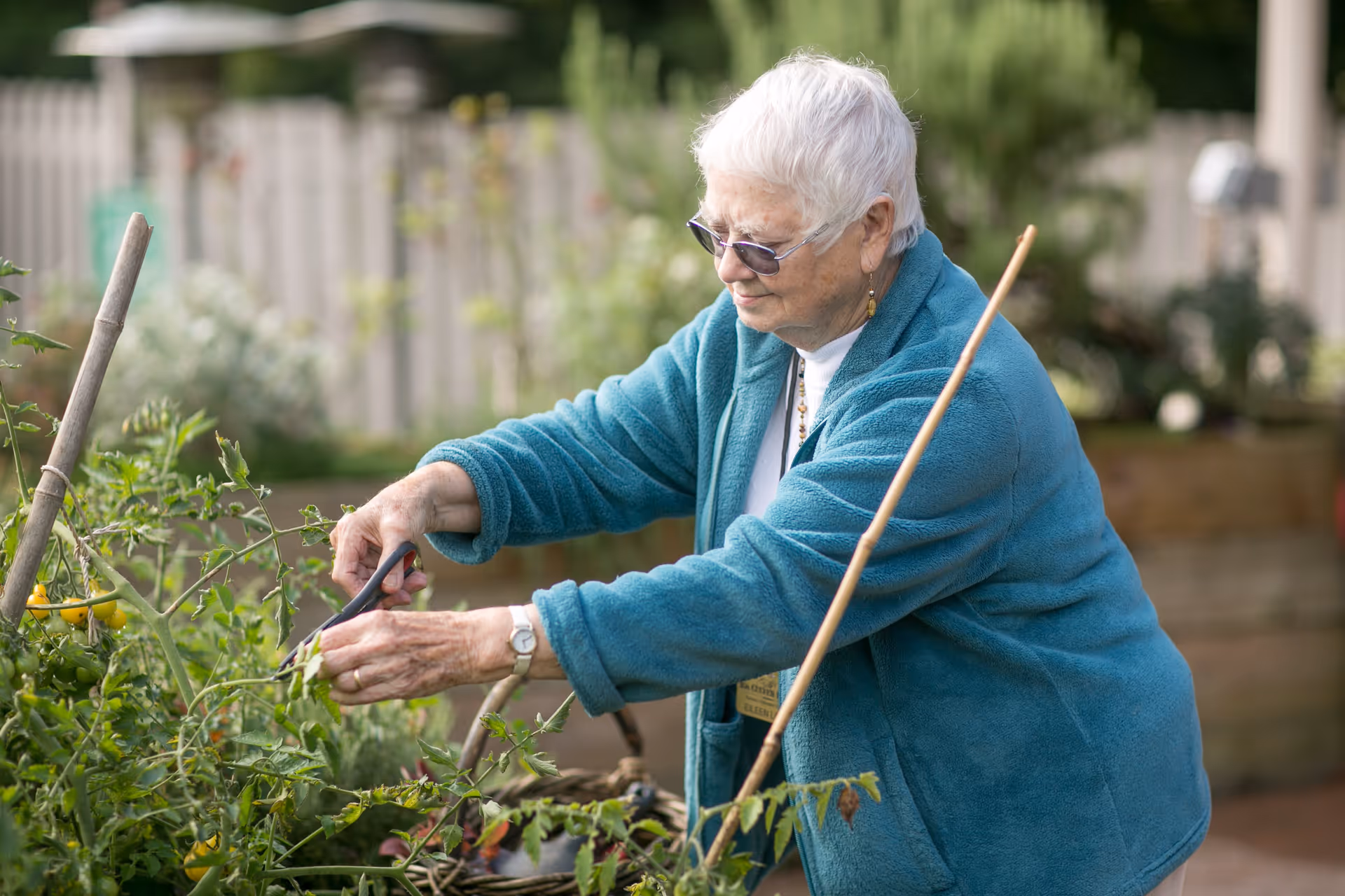 An elderly woman with short white hair and glasses is gardening outdoors. She is wearing a teal fleece jacket and is using scissors to trim plants in a garden bed with green foliage and some yellow tomatoes. There is a wooden fence and greenery in the background.