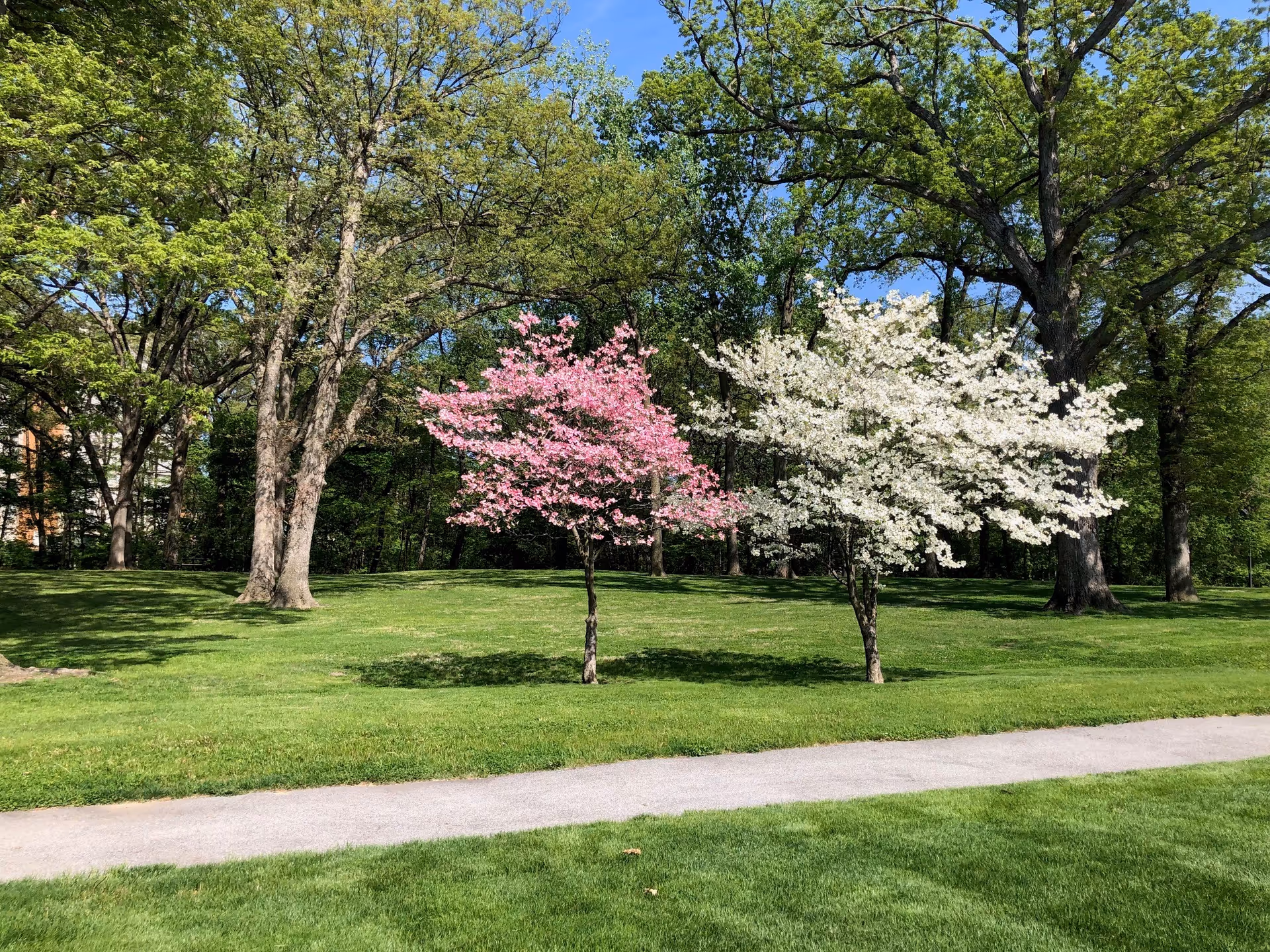 A peaceful outdoor scene at Crosstown Square Senior Living featuring two small flowering trees, one with pink blossoms and the other with white blossoms, set on a well-maintained green lawn with a paved walking path in the foreground and larger trees in the background under a clear blue sky.