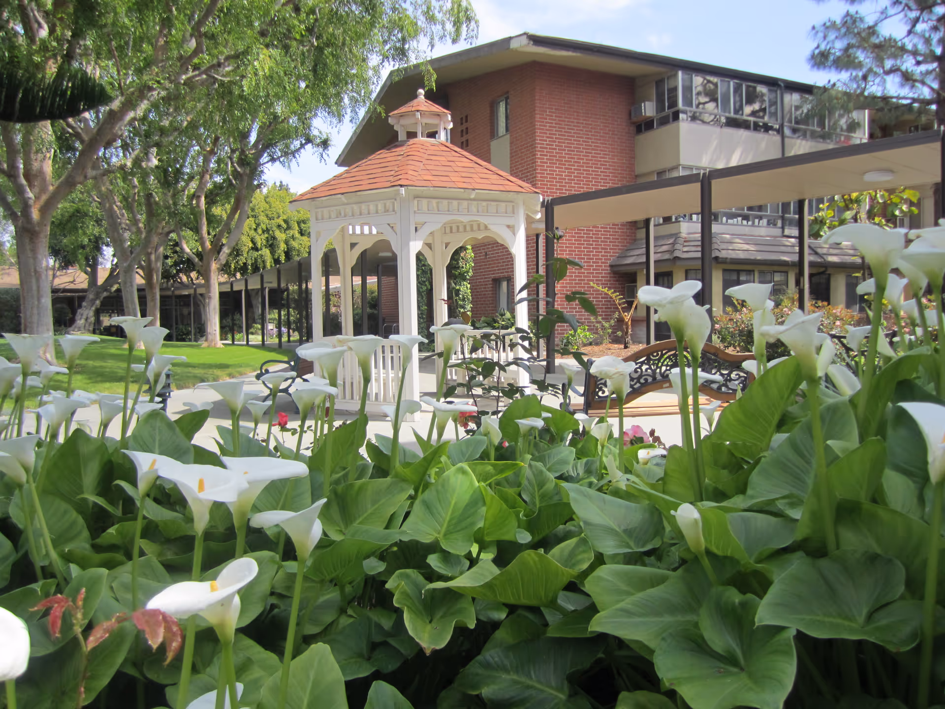 Garden courtyard with white gazebo, calla lilies in the foreground and a brick senior living building behind it.