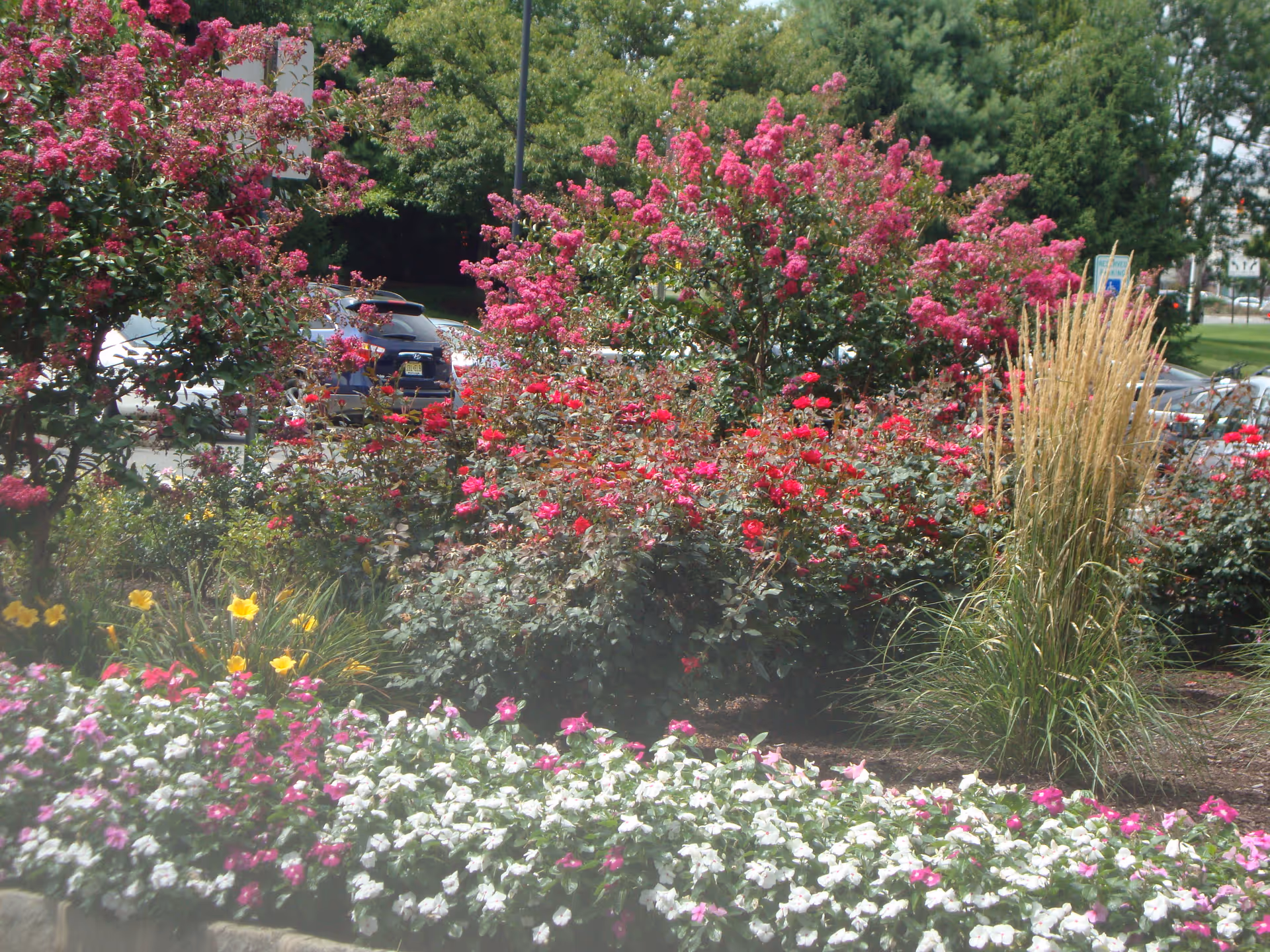 A vibrant garden area with a variety of colorful flowers including white, pink, red, and yellow blooms, along with tall ornamental grasses. In the background, there are trees and parked cars visible.