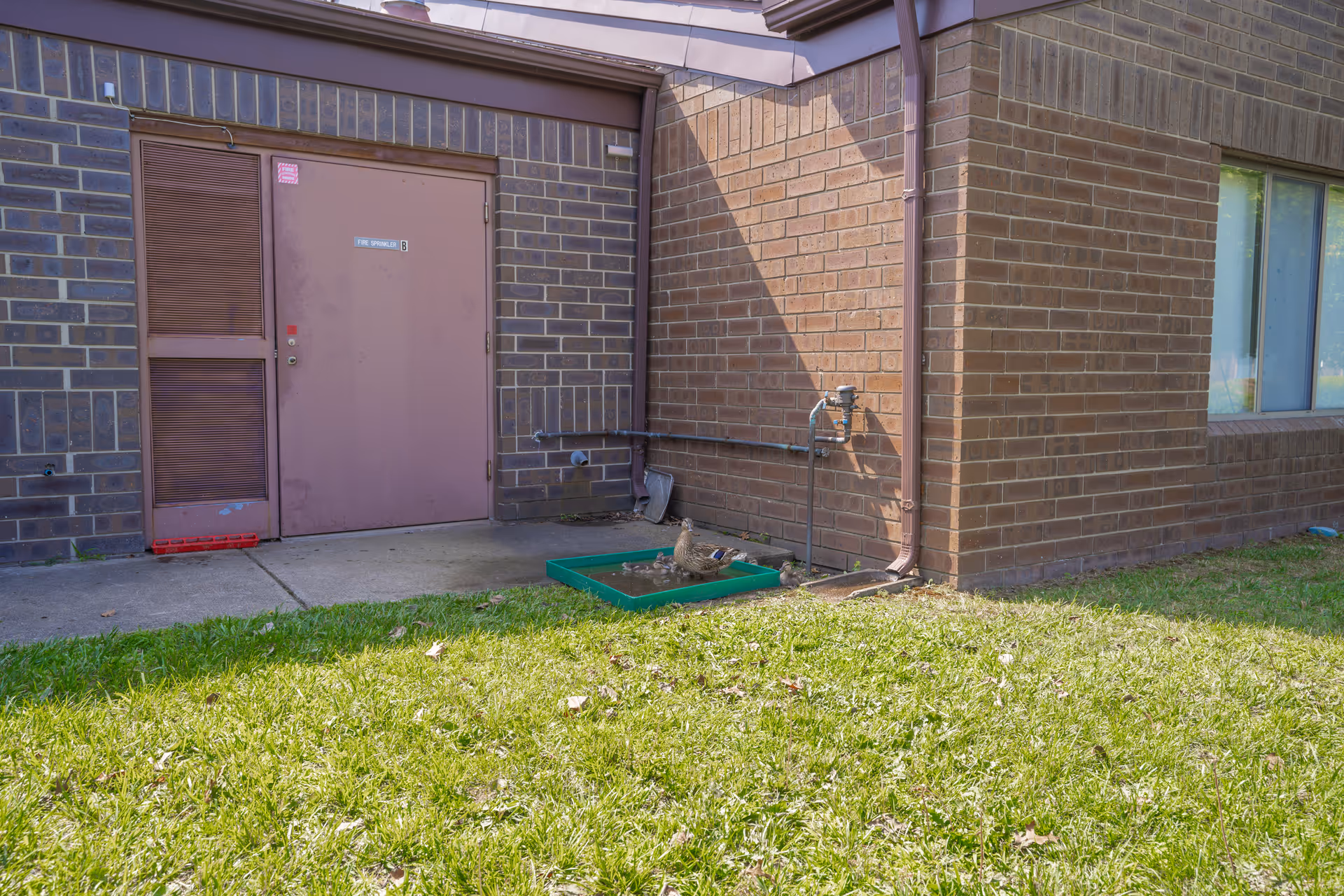 Outdoor view of a brick building corner with a closed brown door labeled 'Fire Sprinkler B'. There is a small green tray on the ground with a duck standing in it, surrounded by grass and a concrete walkway.