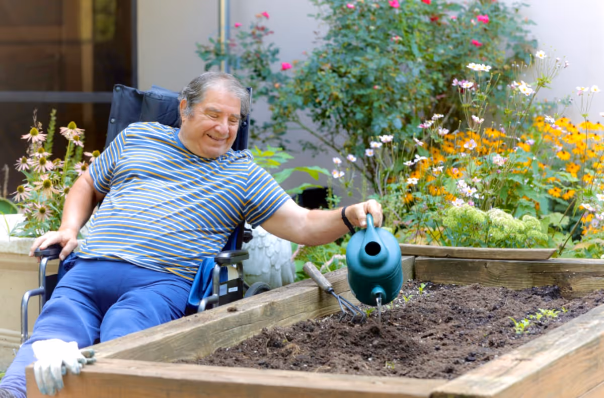 An elderly man in a wheelchair watering soil in a raised garden bed outdoors, surrounded by blooming flowers and greenery.