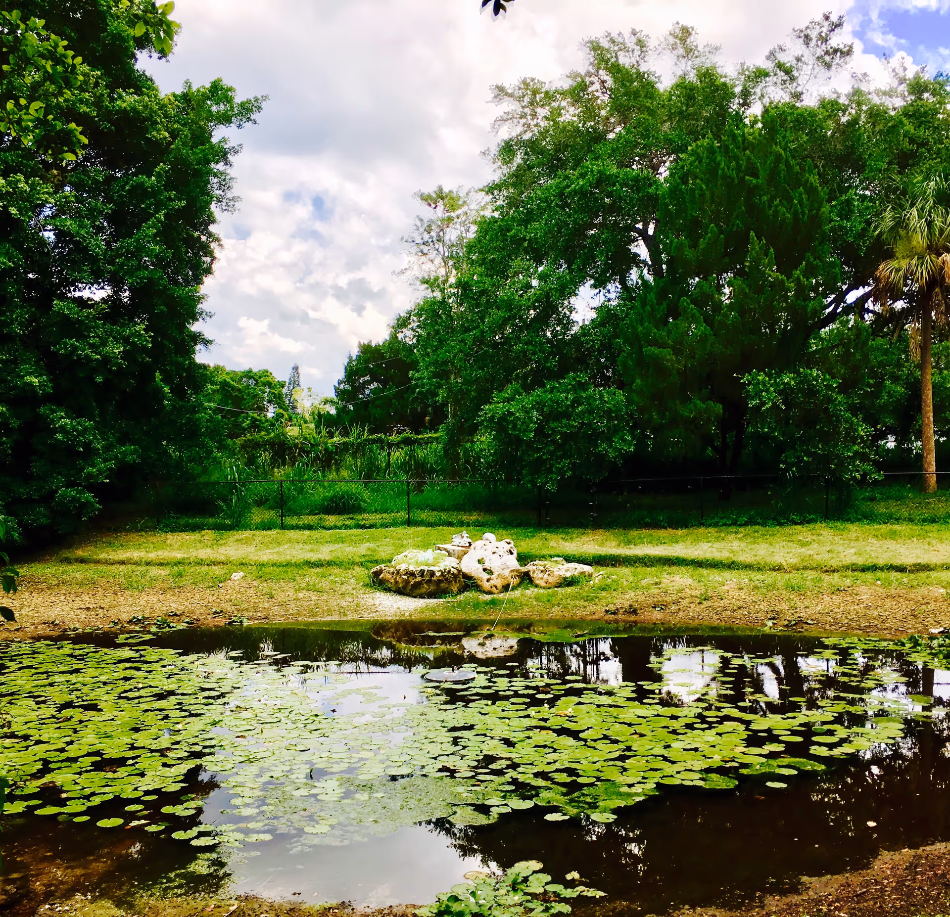 A small lily-pad covered pond with a grassy bank, rocks, and dense trees under a cloudy sky.