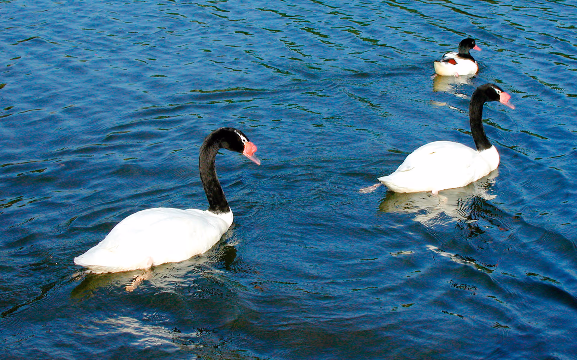 Two black-necked swans and one duck swimming on a body of water with ripples.