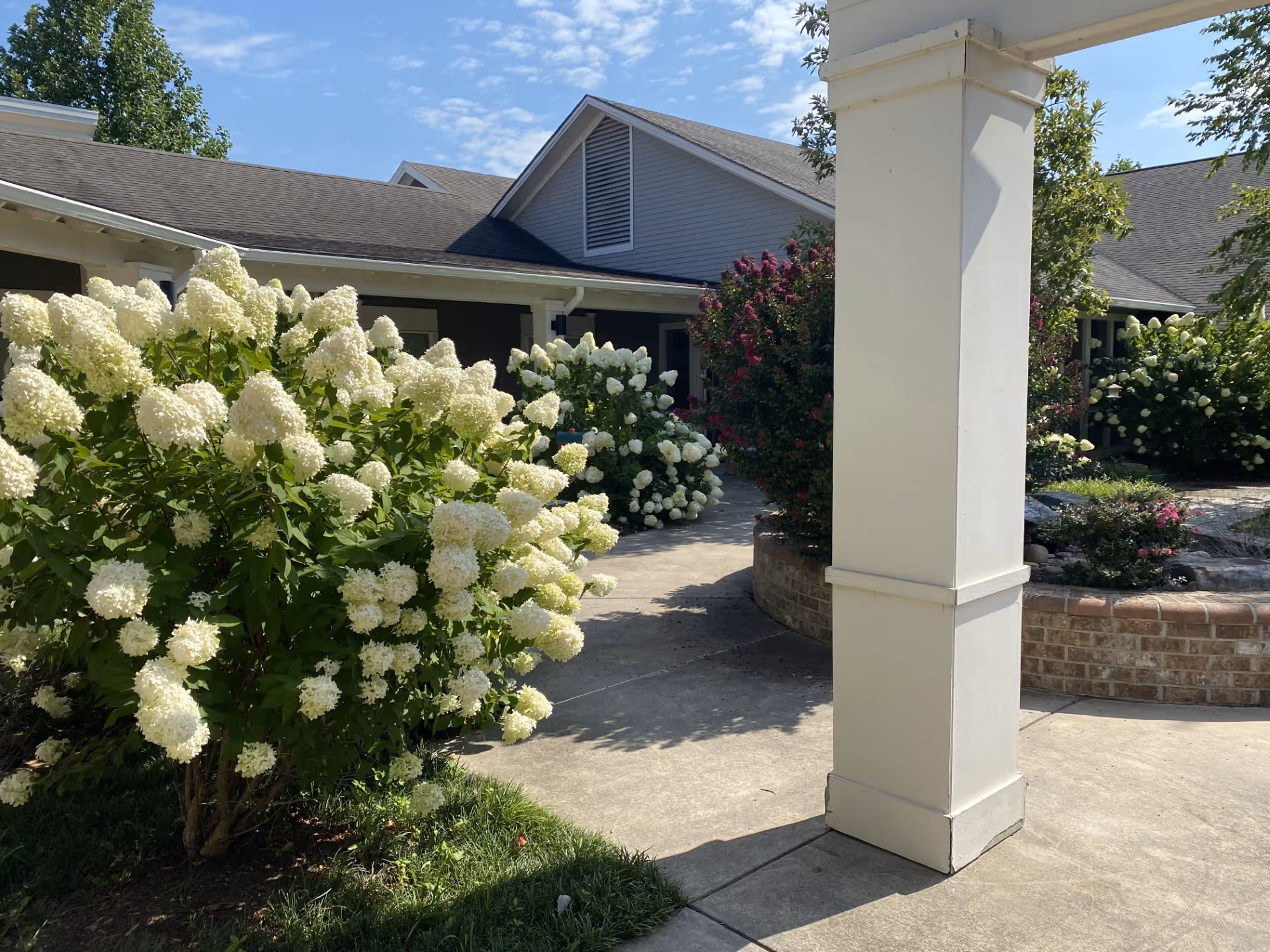Sunlit courtyard with large white hydrangea bushes, a concrete walkway, a white column, and surrounding building roofs.