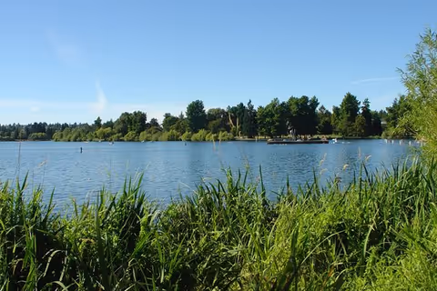 View across a calm lake with reeds in the foreground, a tree-lined shore, and a clear blue sky.