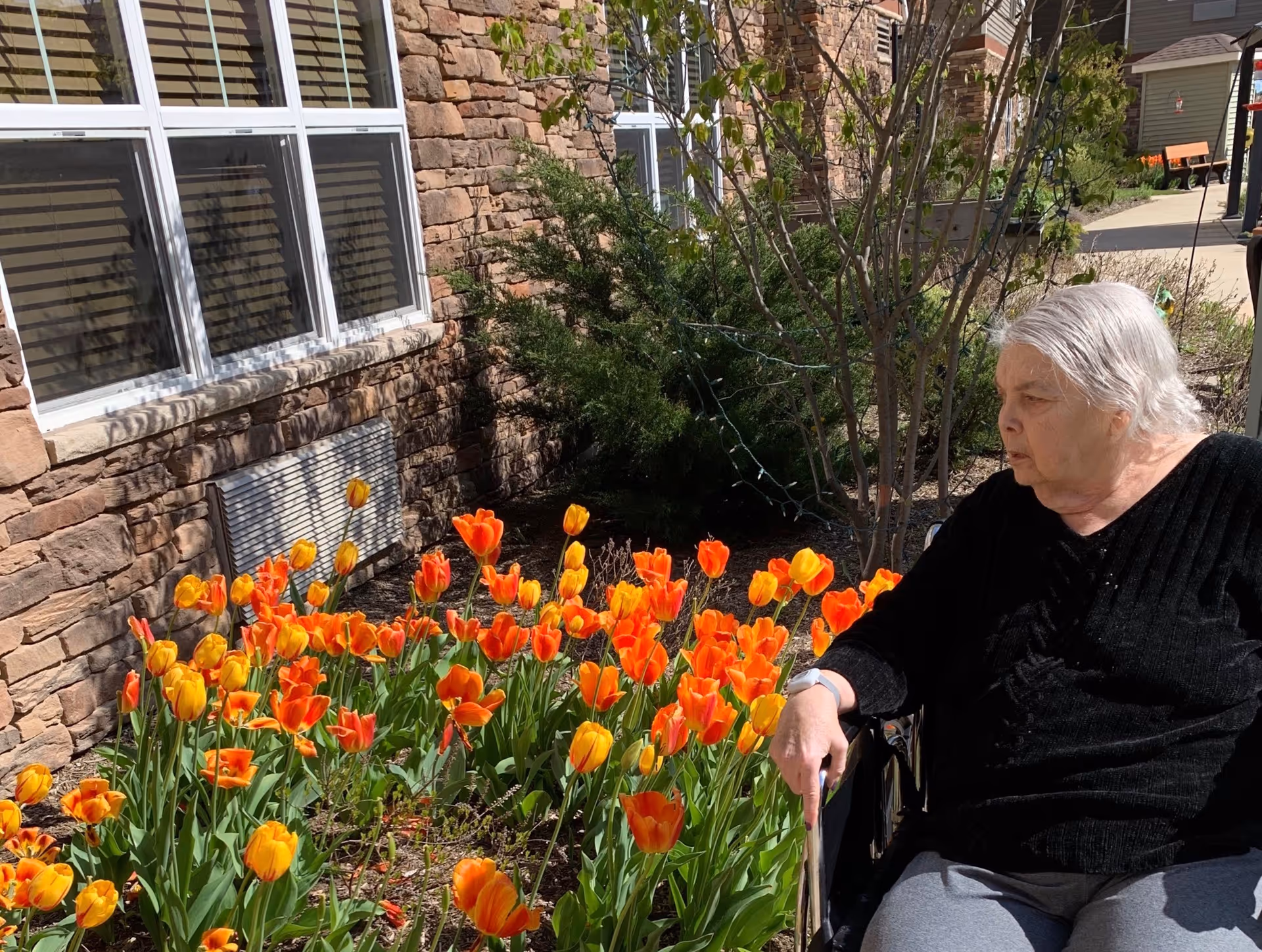 An elderly woman in a wheelchair wearing a black sweater and gray pants is sitting outside near a flower bed filled with vibrant orange and yellow tulips. Behind her is a stone building wall with windows and some greenery.