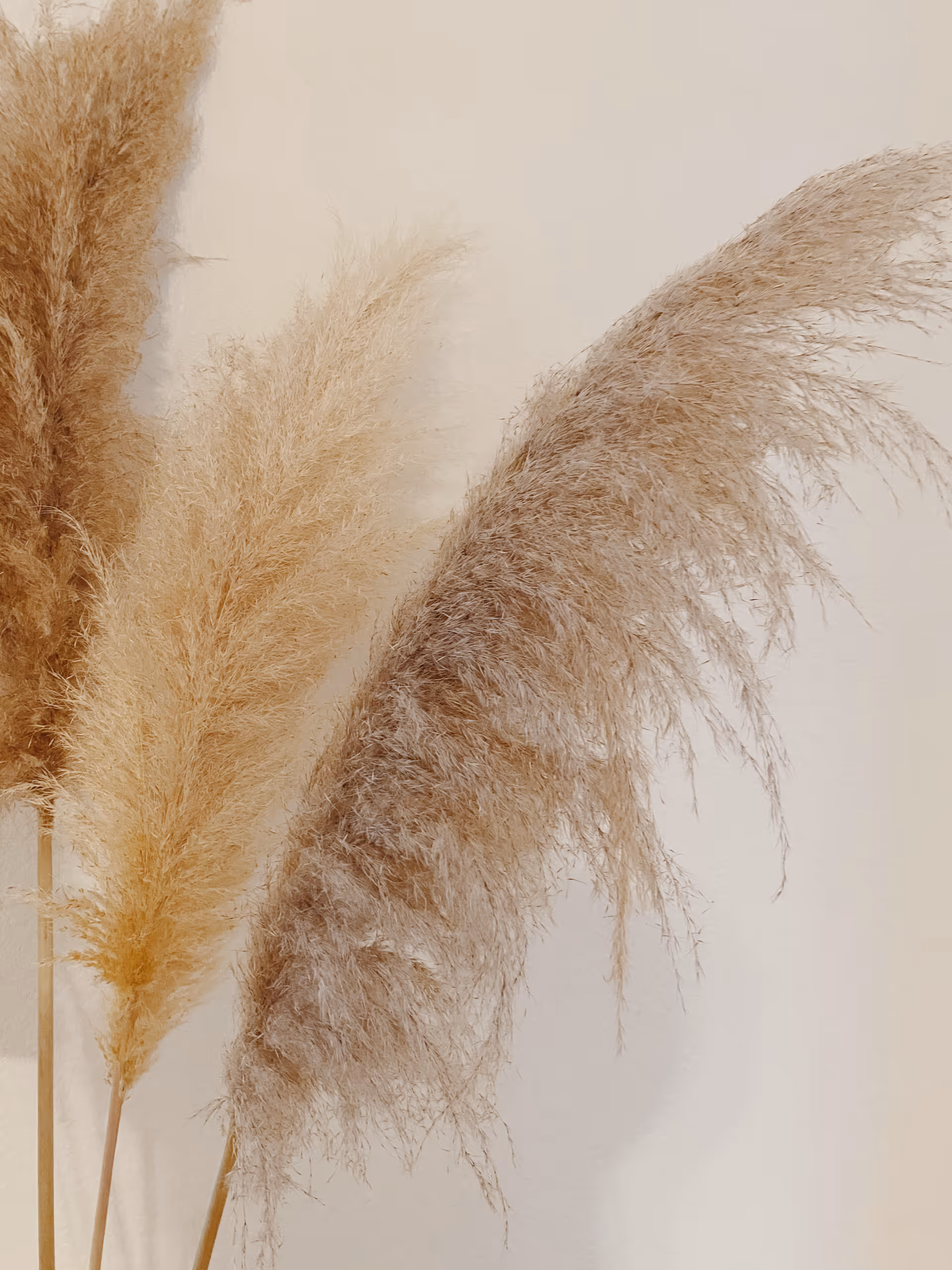 Close-up of beige pampas grass plumes against a light-colored wall.