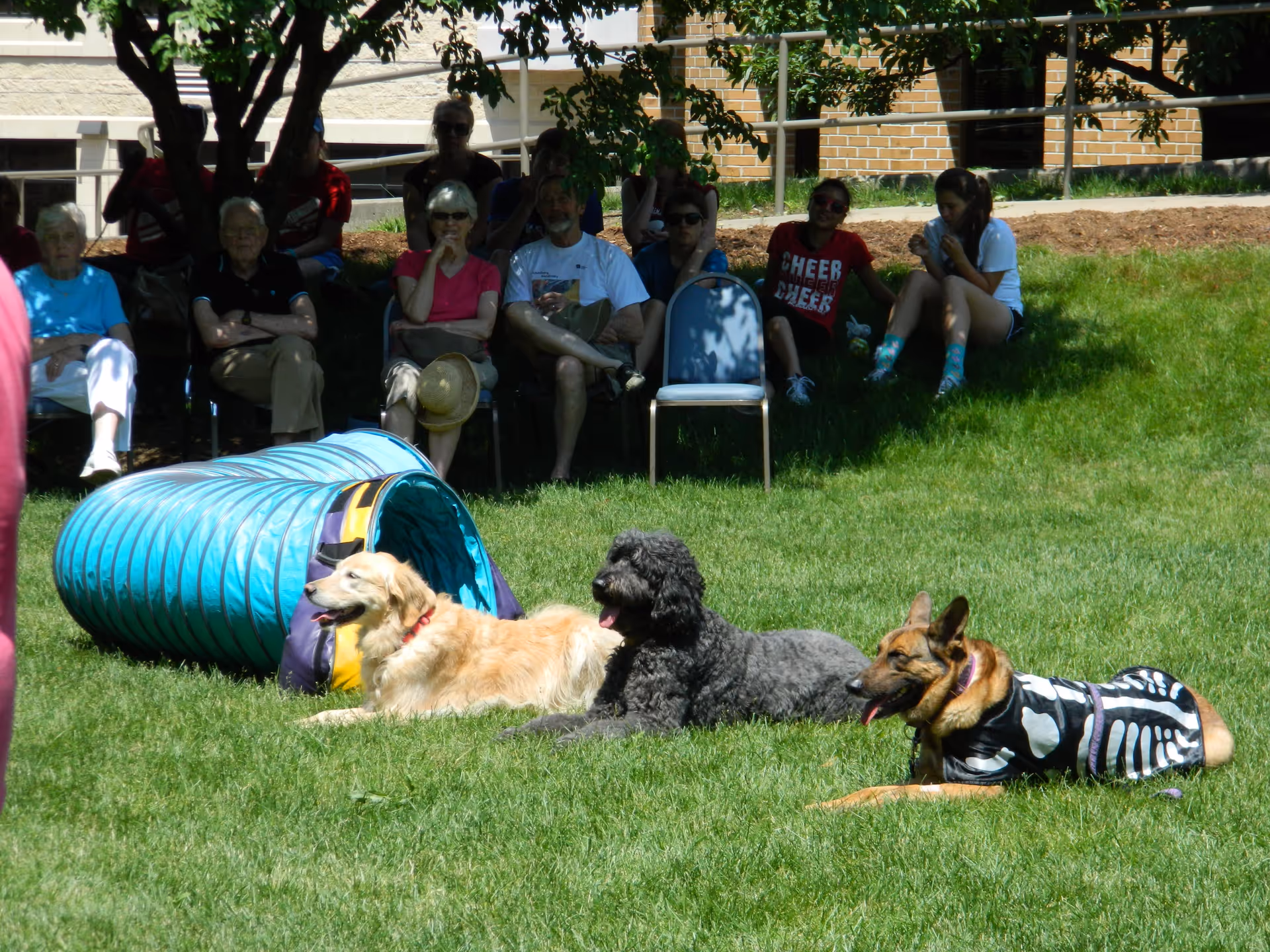 Three dogs lying on green grass in front of a blue agility tunnel, with a group of people sitting in the shade under a tree in the background. One dog is a golden retriever, another is a black curly-haired dog, and the third is a German shepherd wearing a skeleton costume.