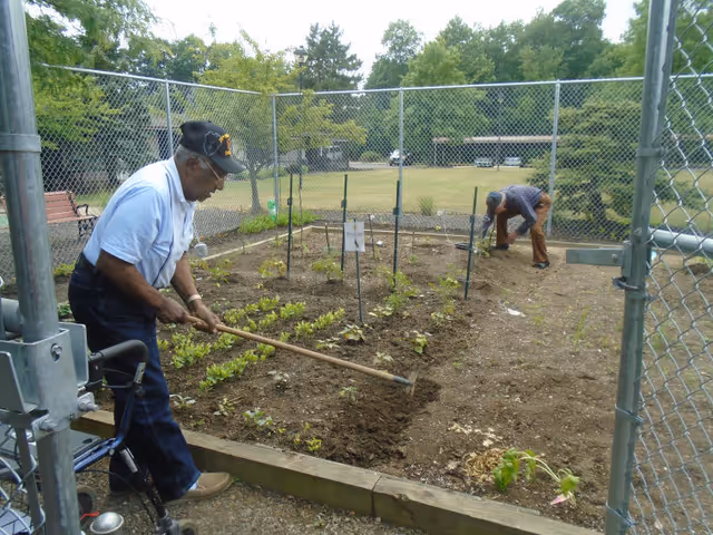 Two elderly men working in a fenced garden area, tending to plants and soil with gardening tools. One man is using a hoe near the front, and the other is bent over working further back. There are trees and parked cars visible in the background.