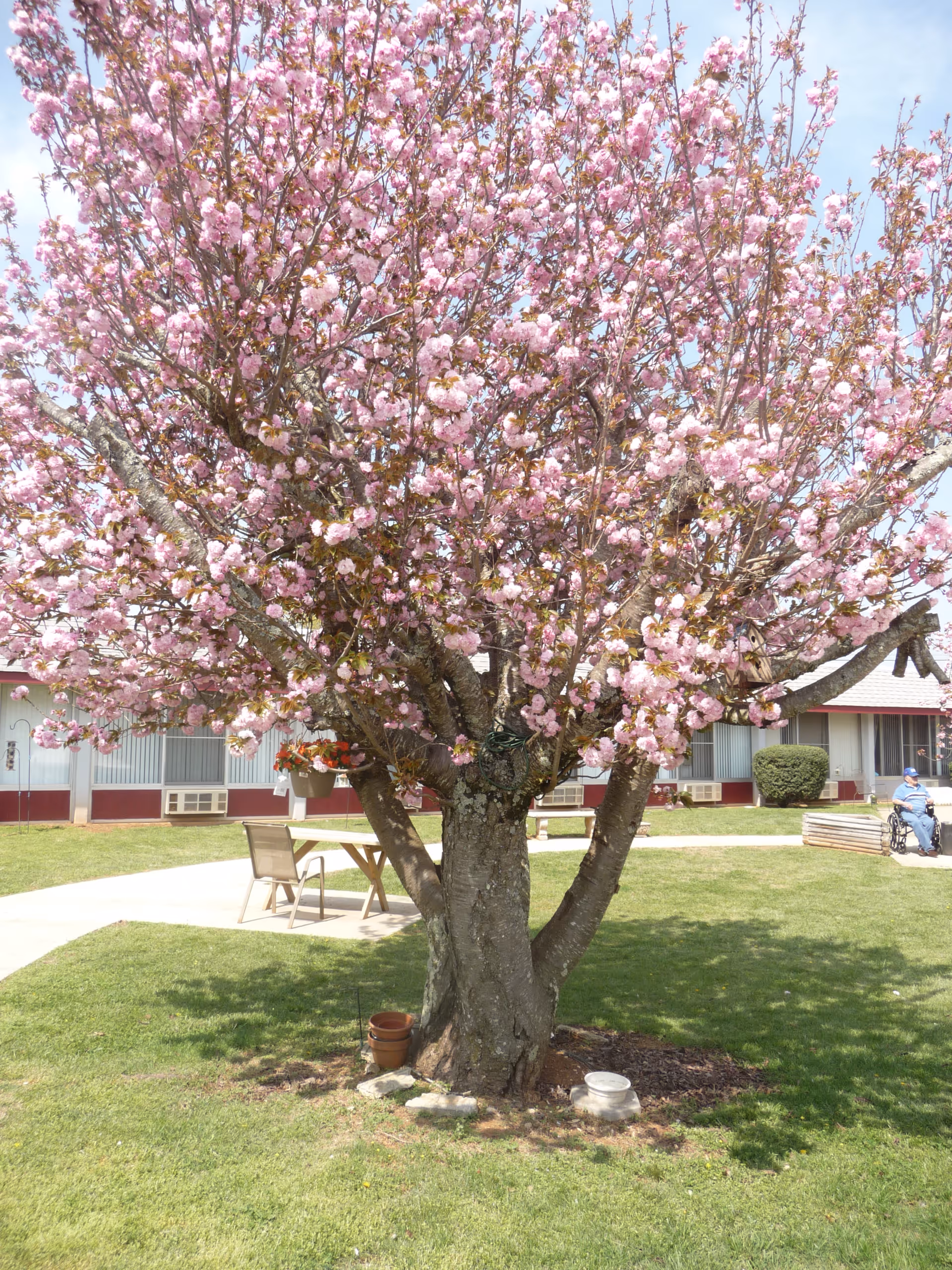 A large tree with abundant pink blossoms stands in the center of a grassy courtyard area. Surrounding the tree are a few chairs and tables on a paved walkway. In the background, there is a single-story building with windows and air conditioning units. A person in a wheelchair is visible near the building on the right side of the image.