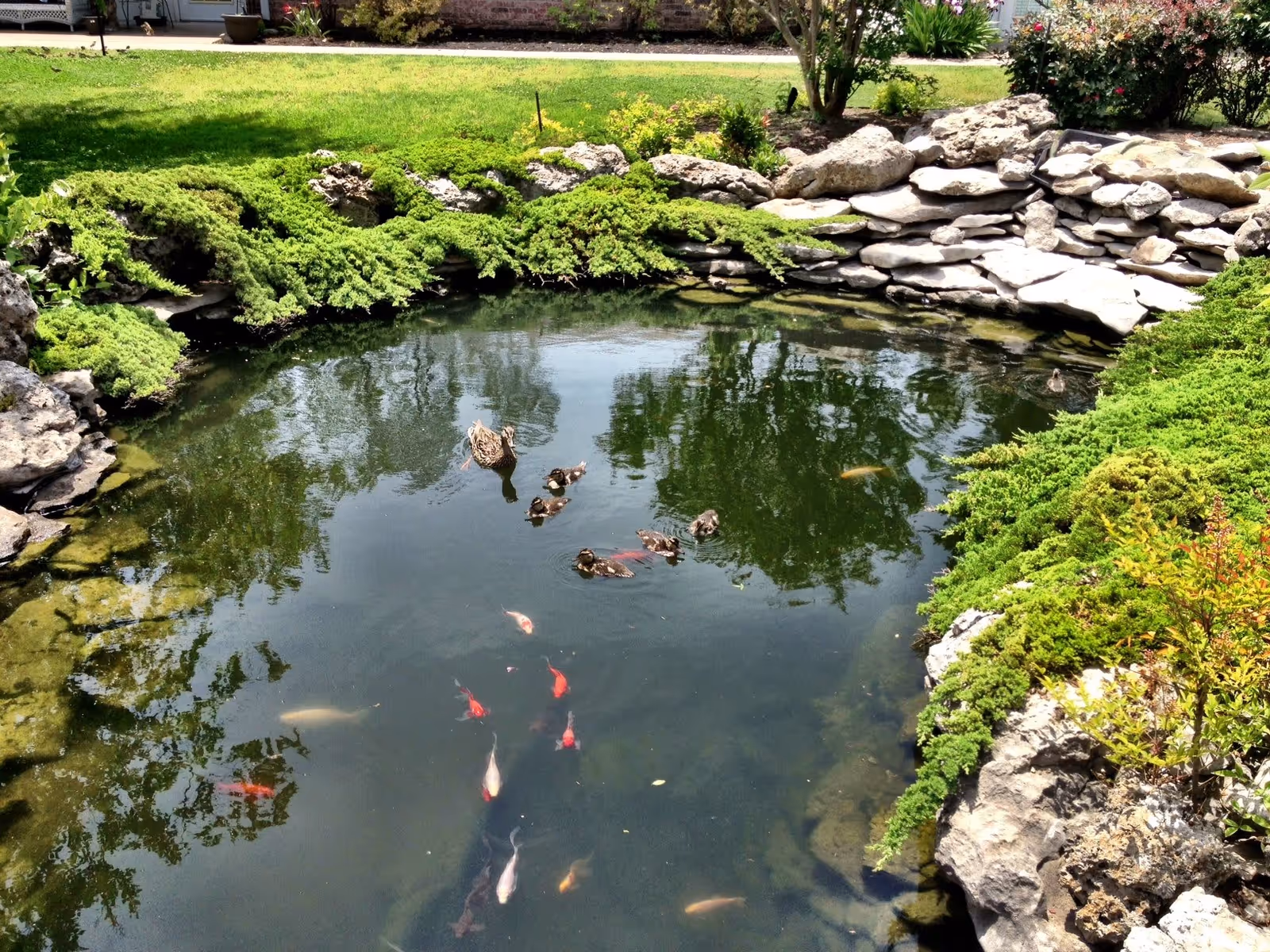 A serene outdoor pond surrounded by rocks and green shrubs with several colorful koi fish swimming in the water. A duck with ducklings is also floating on the pond. The background shows a grassy area and part of a building.