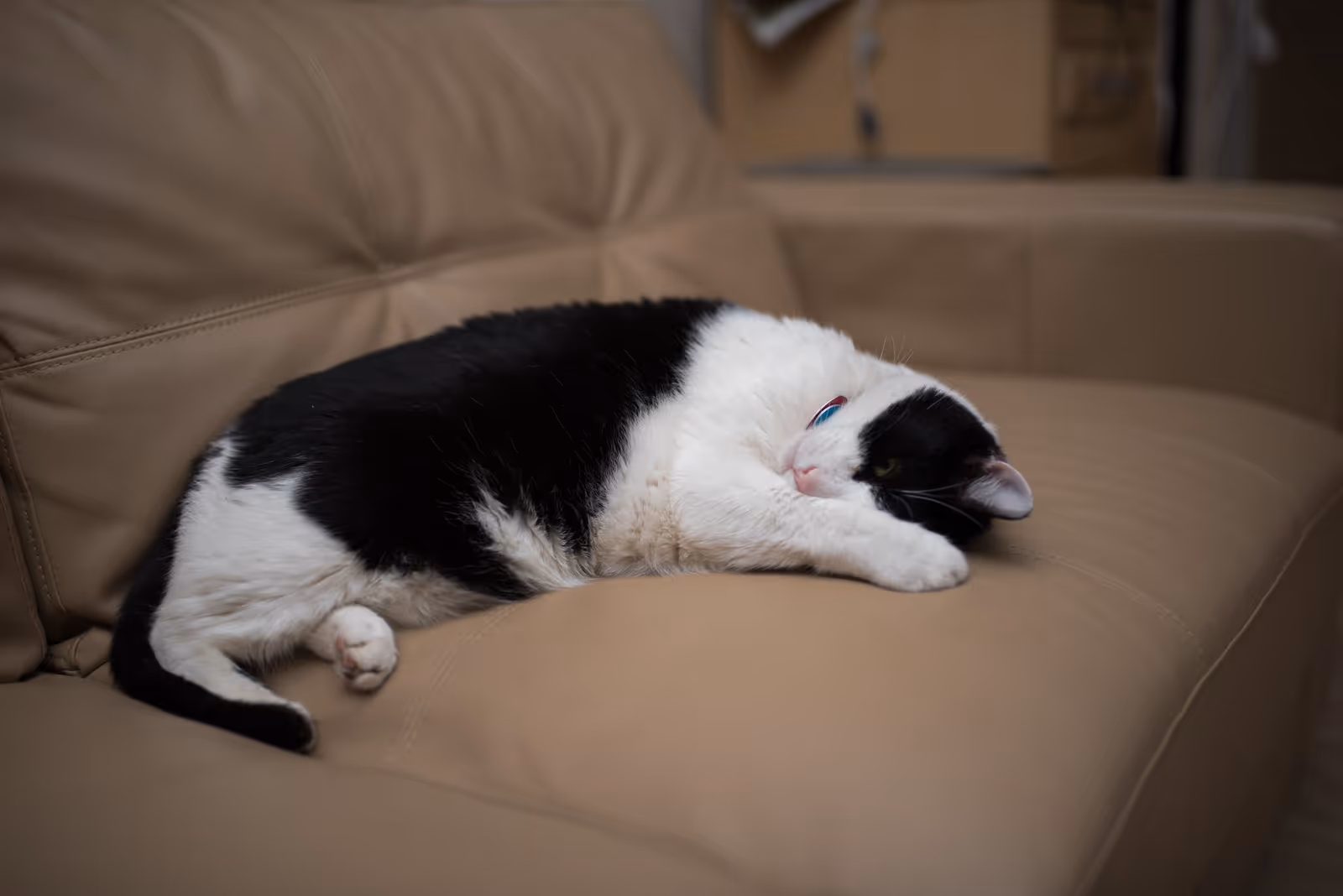 Black-and-white cat curled up and resting on a beige leather couch.