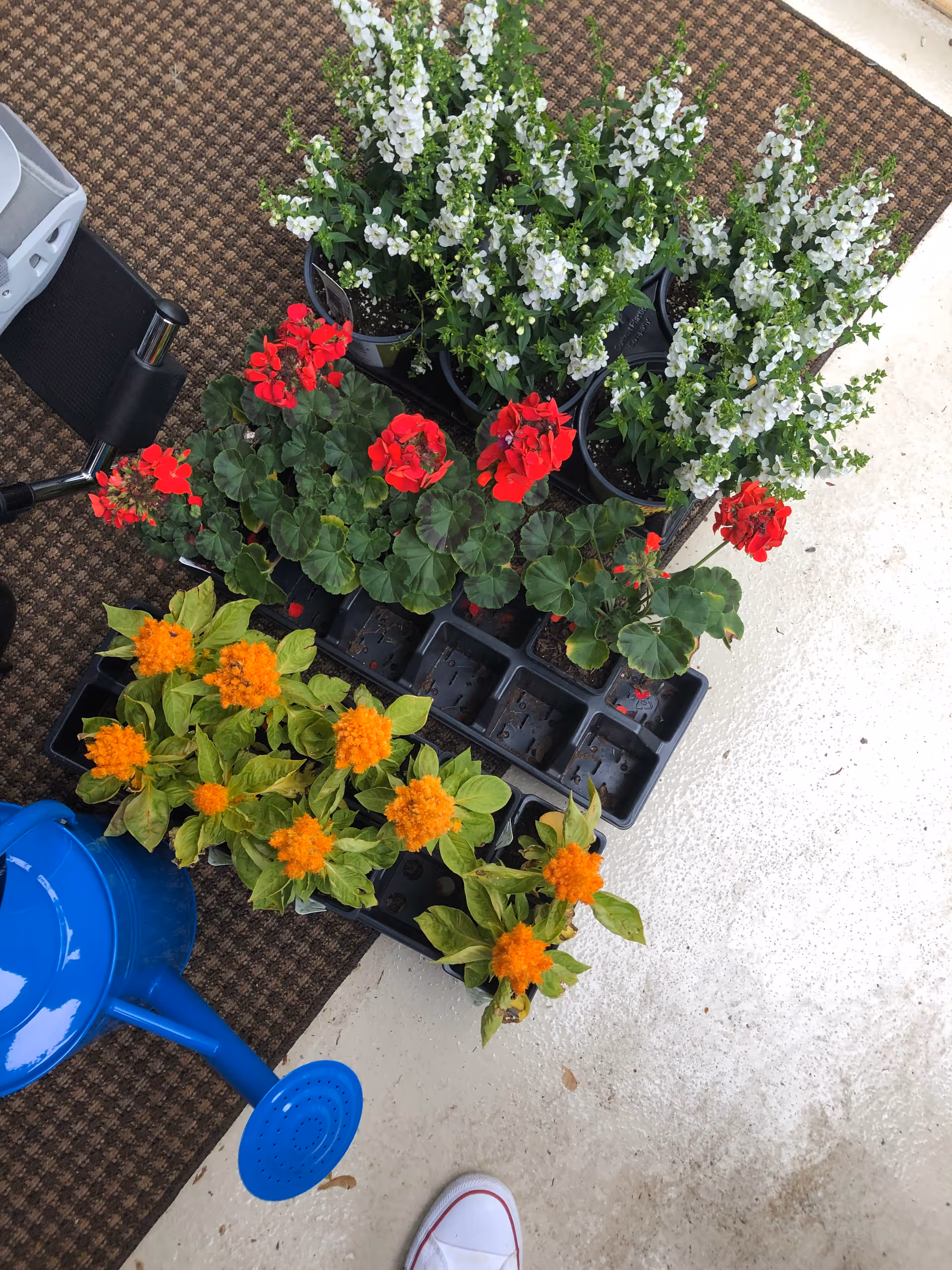Top view of several potted flowering plants with white, red, and orange blooms placed on a brown mat and a concrete floor. A blue watering can and part of a wheelchair or walker are visible nearby, along with a white shoe at the bottom edge of the image.
