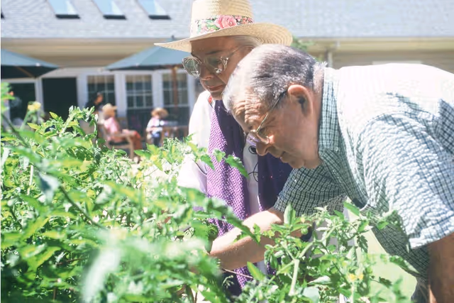 An elderly man and woman are tending to a garden with green plants. The woman is wearing a straw hat and glasses, and the man is leaning forward closely inspecting the plants. In the background, there are other people sitting outside near a building with large windows and umbrellas.