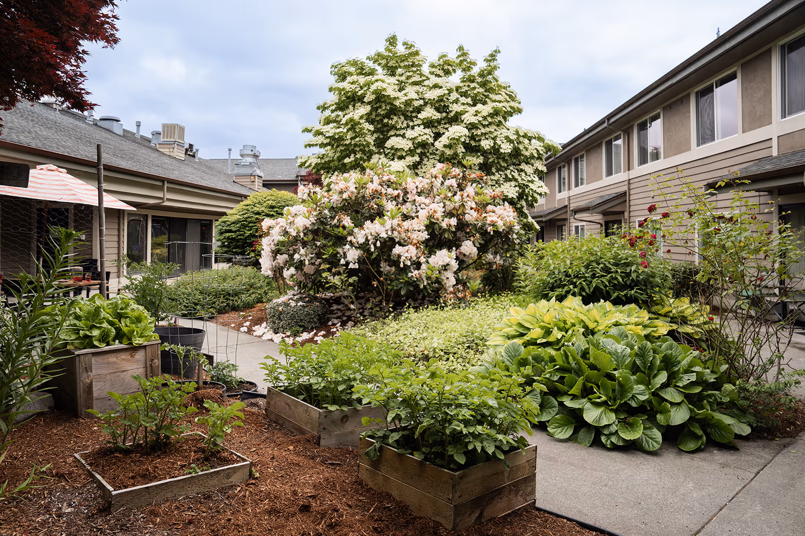 A courtyard garden area at Village Concepts of Sedro-Woolley - Country Meadow Village featuring raised wooden garden beds with various green plants and vegetables, surrounded by blooming bushes and trees. The garden is bordered by two buildings with windows and a concrete pathway running through the middle.