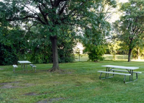 Grassy outdoor area with picnic tables and large trees