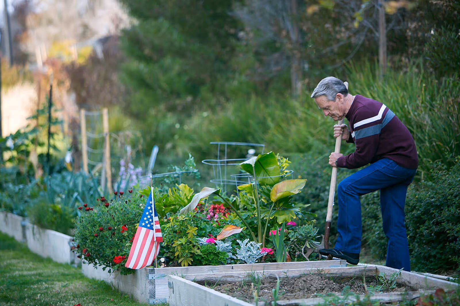 An elderly man gardening in a raised garden bed filled with various plants and flowers, including an American flag placed among the greenery. He is using a gardening tool and is surrounded by lush green bushes and trees.