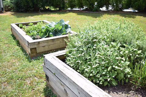 Two raised wooden garden beds filled with various green leafy plants and herbs, situated on a grassy lawn with trees in the background.