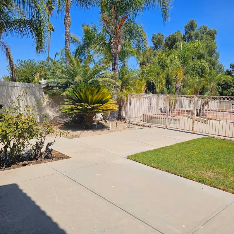Sunny outdoor walkway with palm trees, a lawn, and a metal gate.