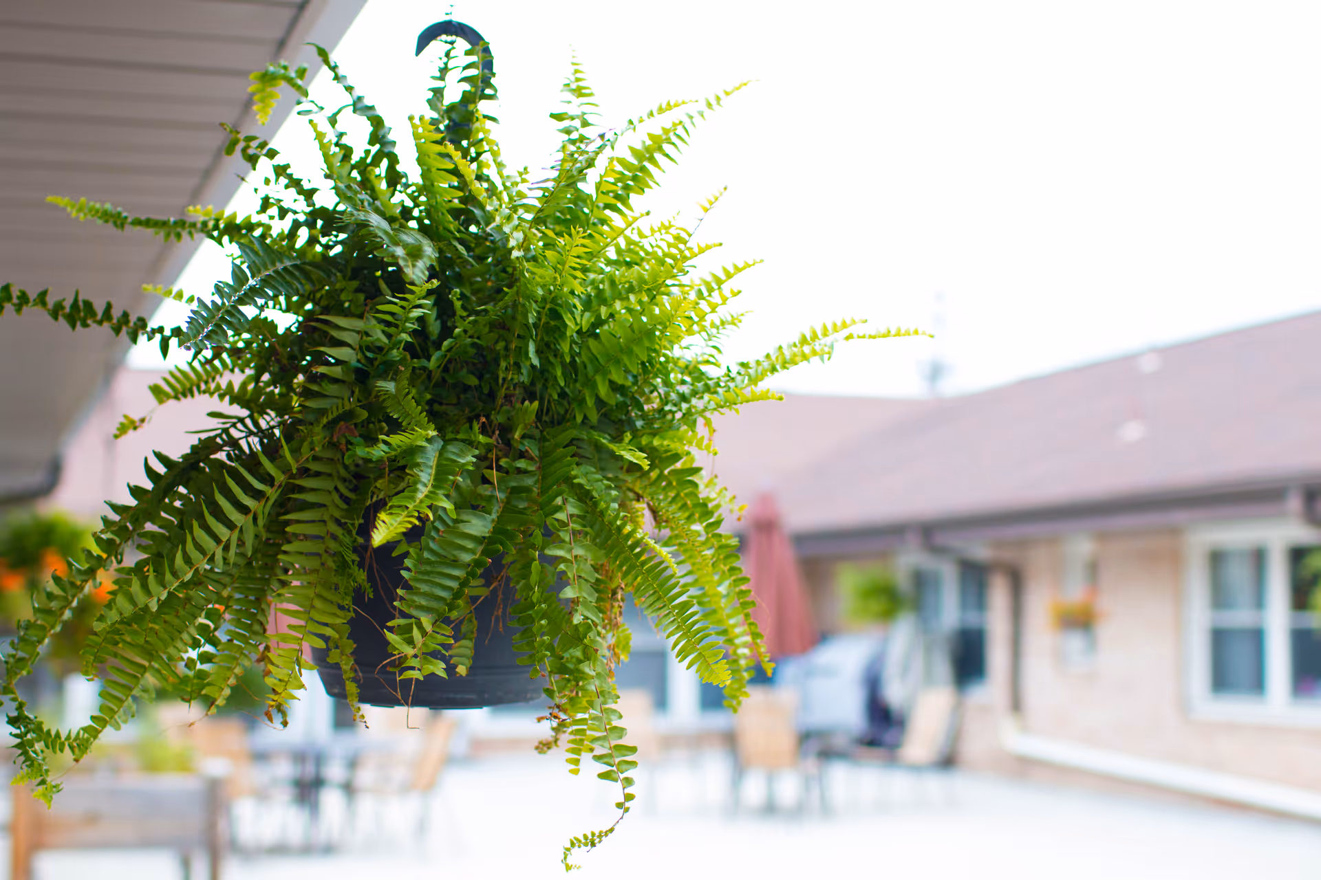 A close-up view of a lush green hanging fern plant with an outdoor patio area in the background, featuring tables, chairs, and a building with windows and a roof.