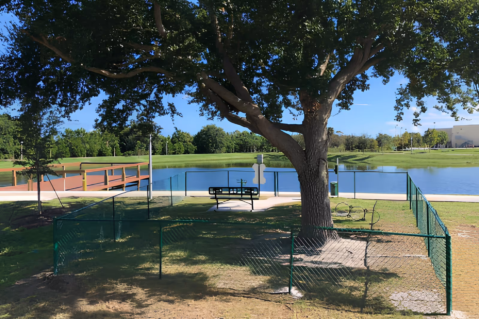 A large tree with a fenced area around its base in a park-like setting next to a body of water. There is a bench on a paved area near the water, a wooden bridge extending over the water, and green grass and trees in the background under a clear blue sky.
