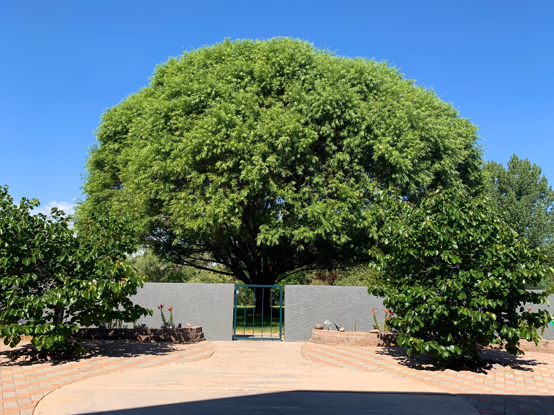 A large, lush green tree stands behind a low gray wall with a small blue metal gate in the center. The area in front of the wall is paved with bricks and concrete, and there are smaller green bushes on either side of the gate. The sky is clear and blue.