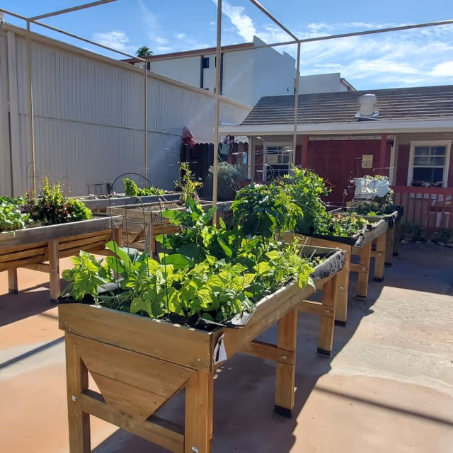Raised wooden garden beds filled with various green plants and vegetables under a clear blue sky, located in an outdoor patio area with buildings in the background.