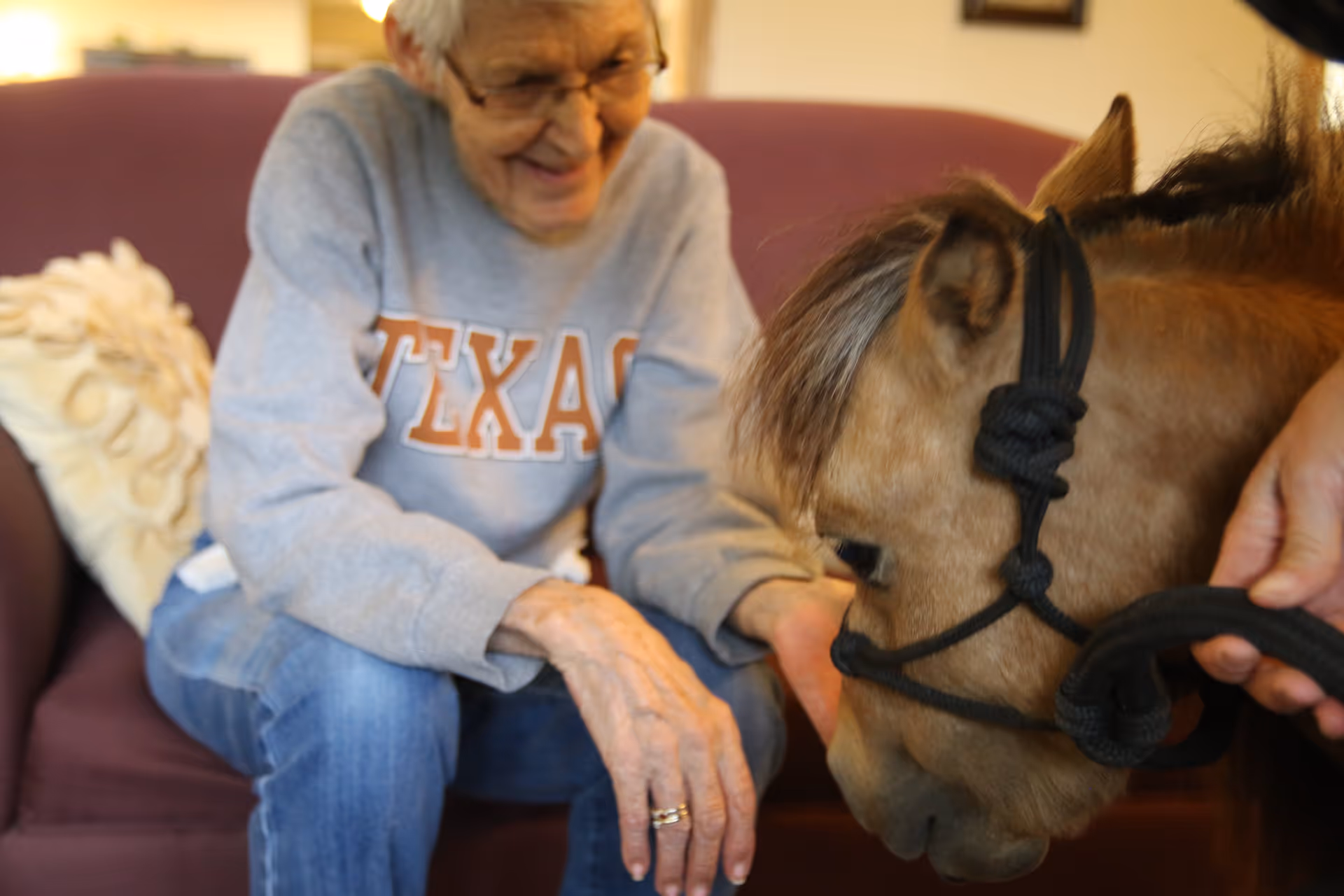 An elderly person wearing a gray Texas sweatshirt and blue jeans is sitting on a purple couch, smiling and reaching out to pet a small brown pony with a black halter, which is being gently held by another person.