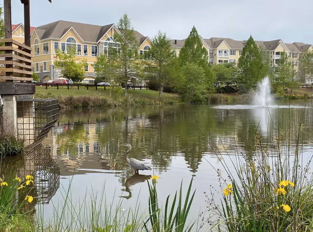 A serene pond with a fountain in the middle, surrounded by greenery and yellow flowers. A heron stands in the shallow water near the pond's edge. In the background, there are multi-story residential buildings with beige and stone facades, and trees lining the area.