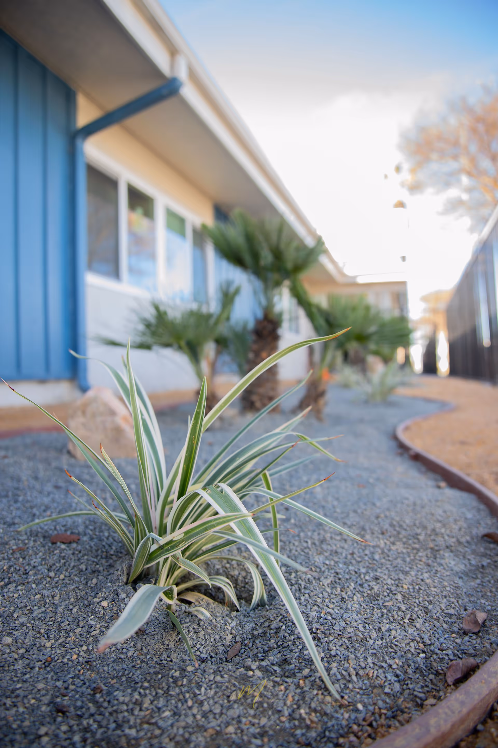 Close-up view of a landscaped garden area with green and white variegated plants and small palm trees along a gravel bed next to a building with blue siding and windows.