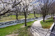 A paved walkway lined with blossoming trees on a grassy area next to a white wooden fence, with a green field visible in the background under a clear sky.
