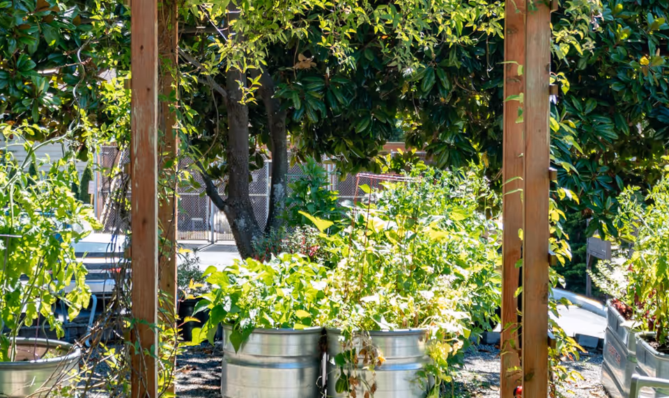 A garden area with various green plants growing in metal containers under a wooden pergola, with trees and a fence visible in the background.