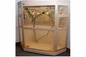 A large wooden and glass terrarium with mesh sides, containing branches, a small plant, and a sandy substrate inside, placed against a wall on a carpeted floor.