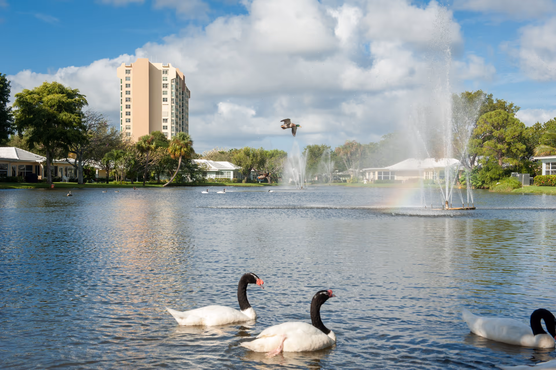 A serene lake with three black-necked swans swimming in the foreground. In the background, there are water fountains spraying water into the air, creating a small rainbow. Surrounding the lake are trees, low buildings, and a tall beige apartment building under a partly cloudy blue sky.