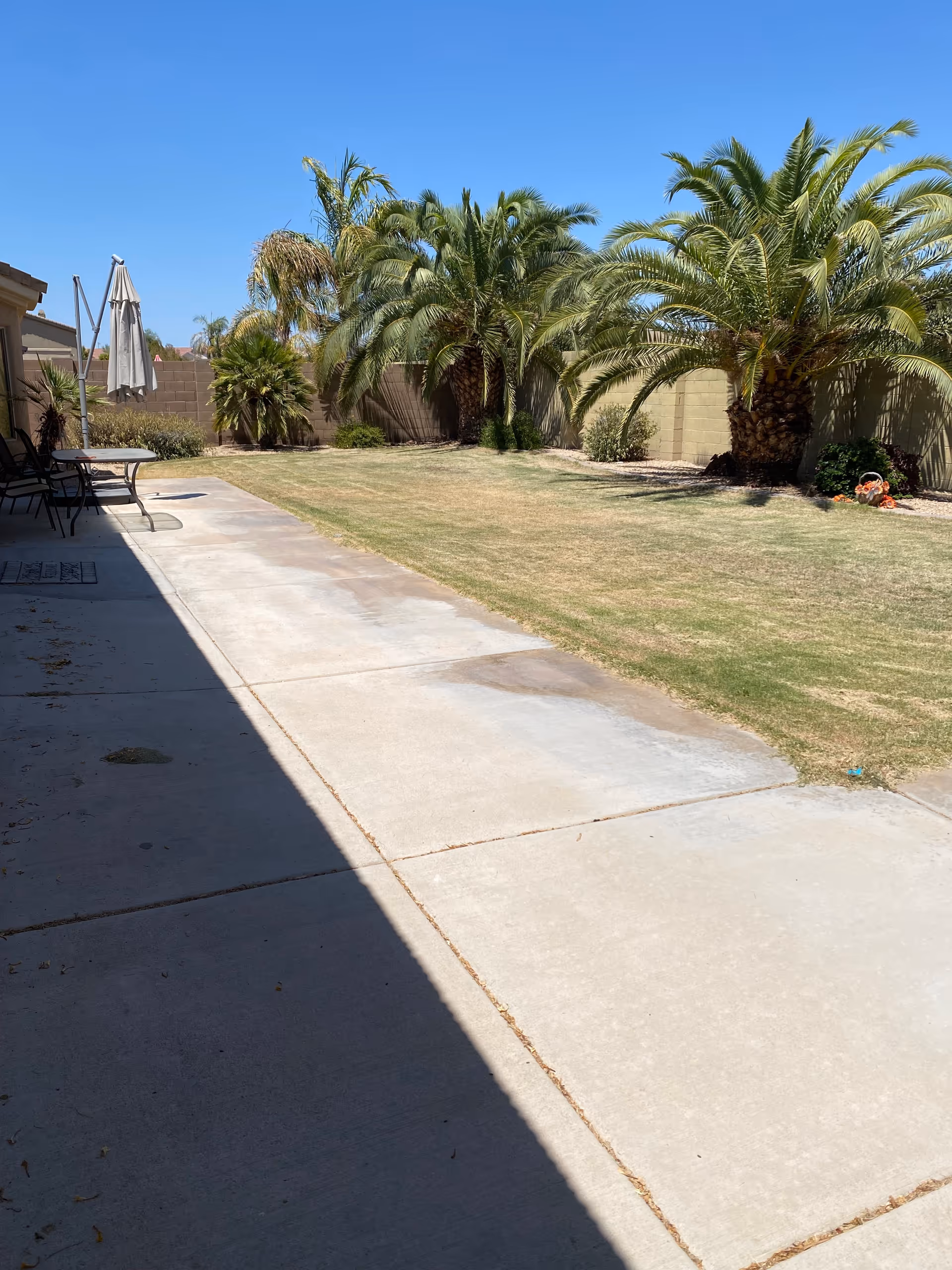 Outdoor area with a concrete walkway alongside a grassy lawn bordered by palm trees and a tan brick wall under a clear blue sky. There is patio furniture and a closed umbrella on the left side near the building.