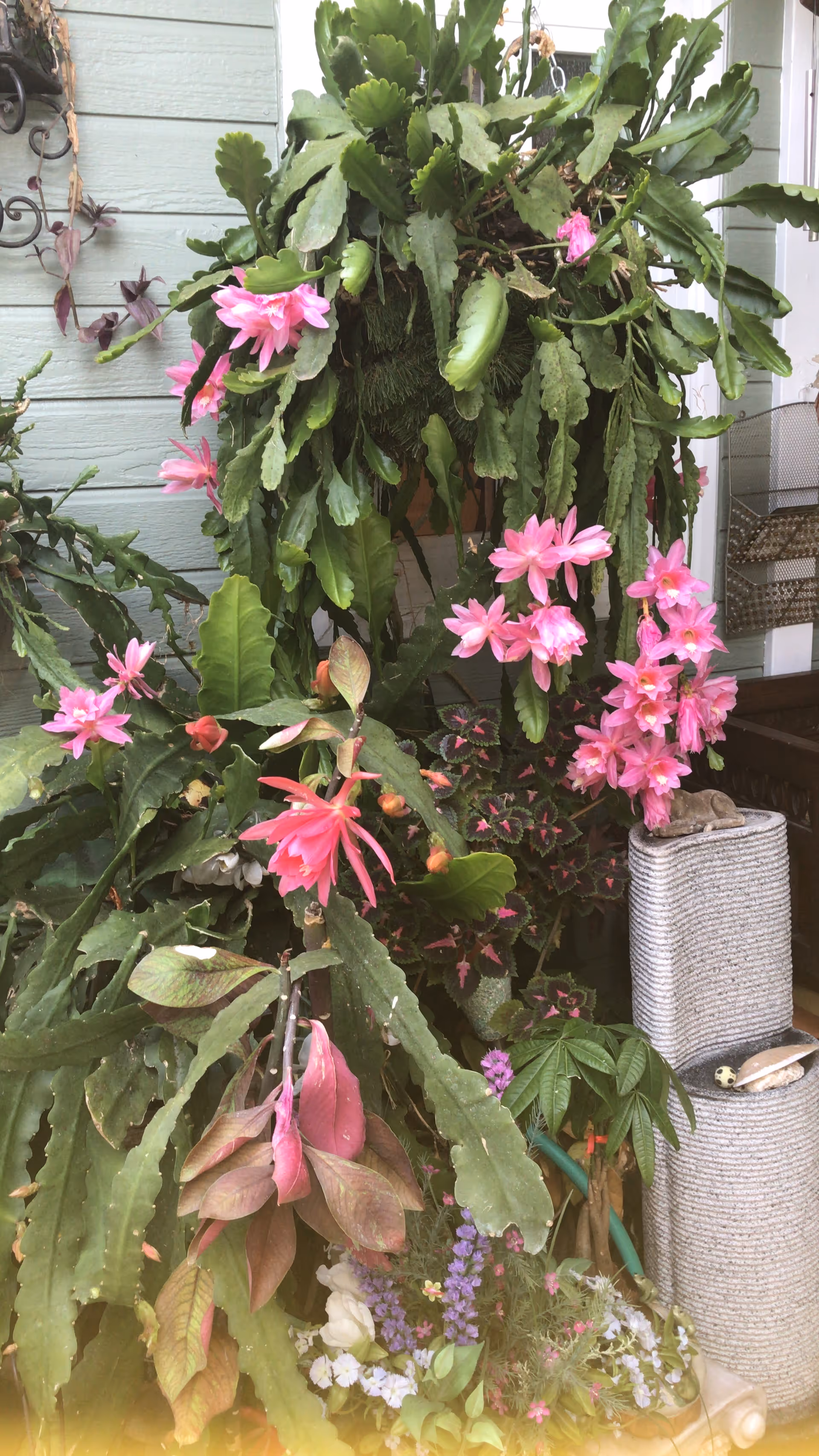 A lush indoor garden area with various green plants and vibrant pink flowers. The plants are arranged densely with some hanging and others growing upwards. There is a light blue wall in the background and a small decorative stone sculpture on a textured pedestal to the right.