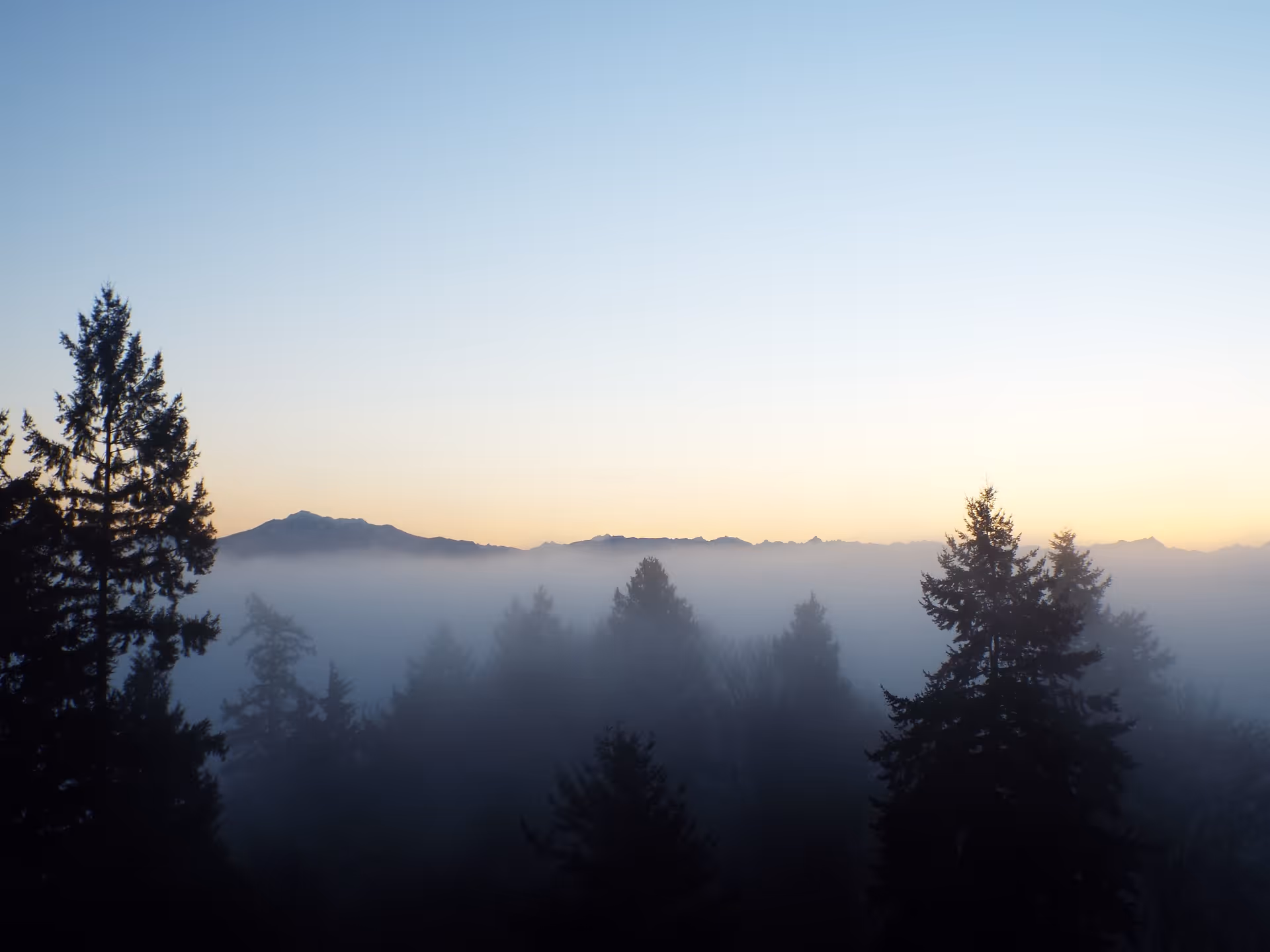 A scenic view of a forest with tall evergreen trees shrouded in mist, with mountains in the background under a clear sky at dawn or dusk.
