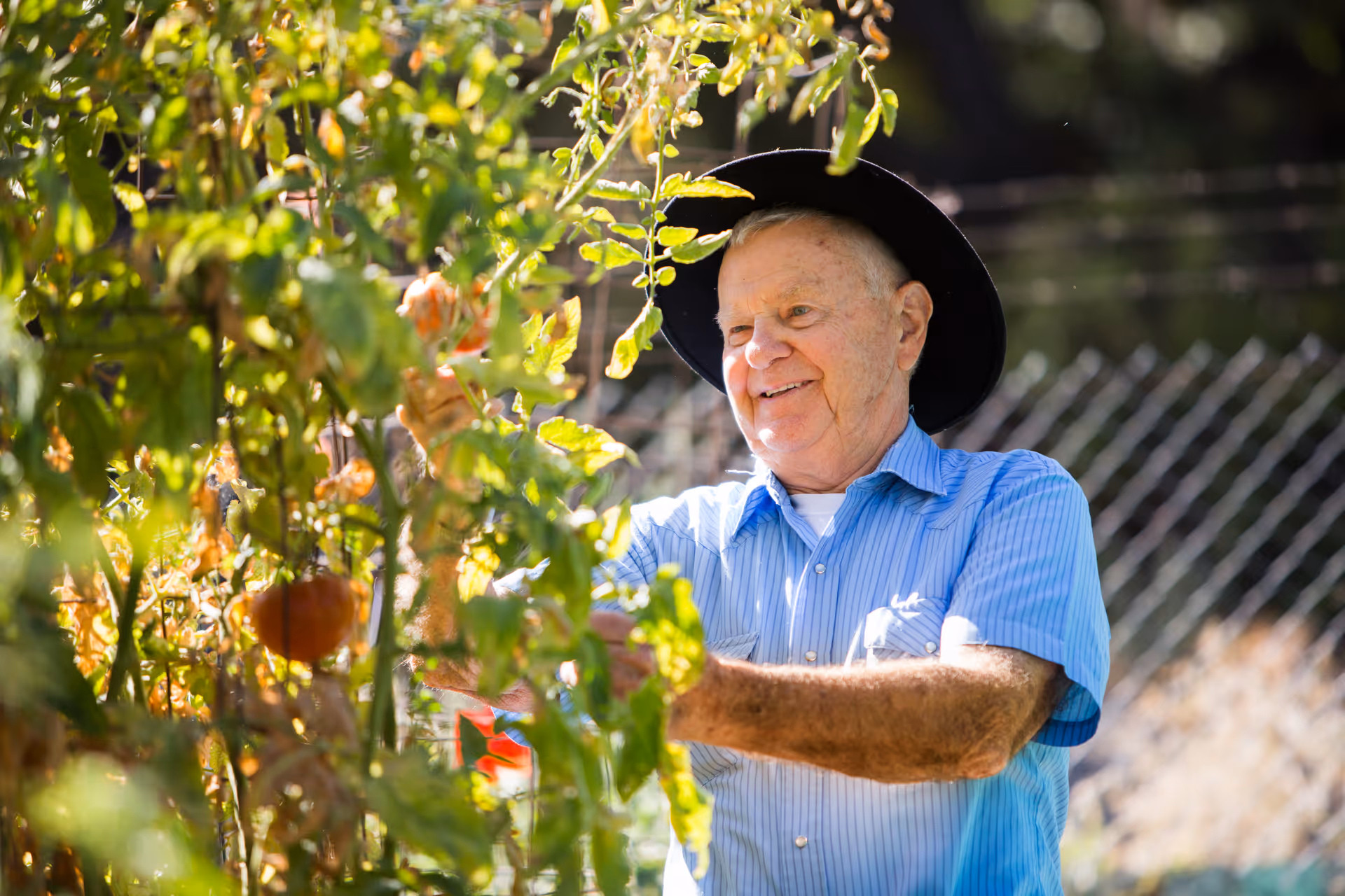 An elderly man wearing a black hat and blue striped shirt is smiling while tending to plants in a garden with green foliage and some orange fruits or vegetables visible.
