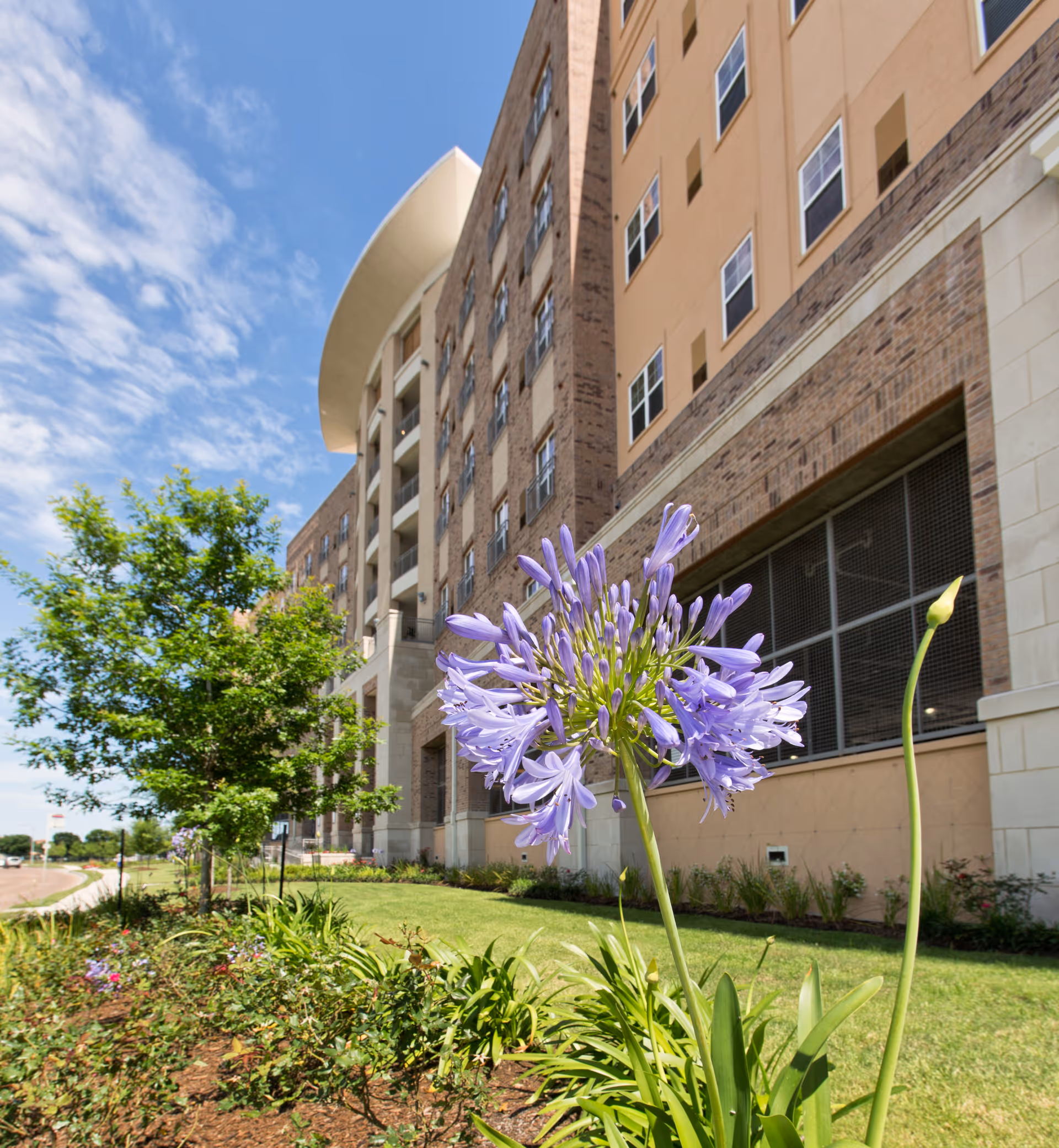 A purple agapanthus flower in the foreground with a multi-story brick senior living building and blue sky behind it.