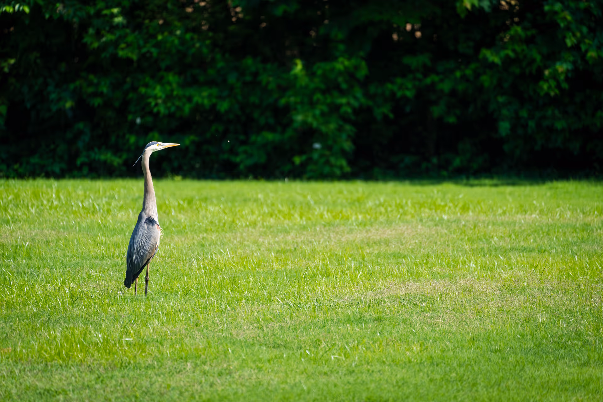 A large bird, possibly a heron, standing on a green grassy field with dense green foliage in the background.