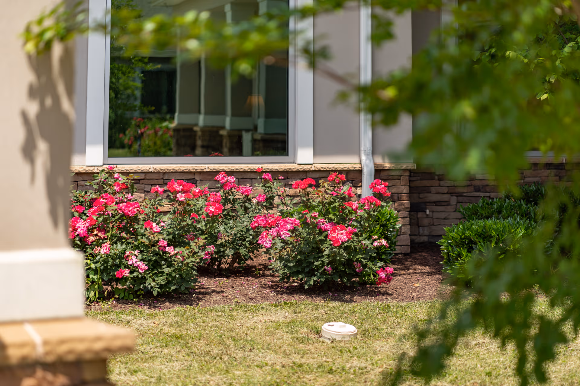 Pink rose bushes and landscaping in front of a building window and stone facade.