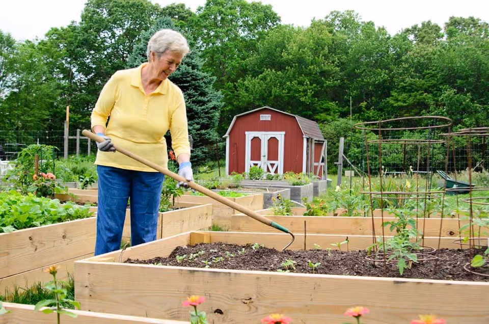 An elderly woman wearing a yellow shirt and blue pants is gardening in raised wooden garden beds. She is using a garden hoe to tend the soil. In the background, there is a red shed with white trim and lush green trees surrounding the garden area.