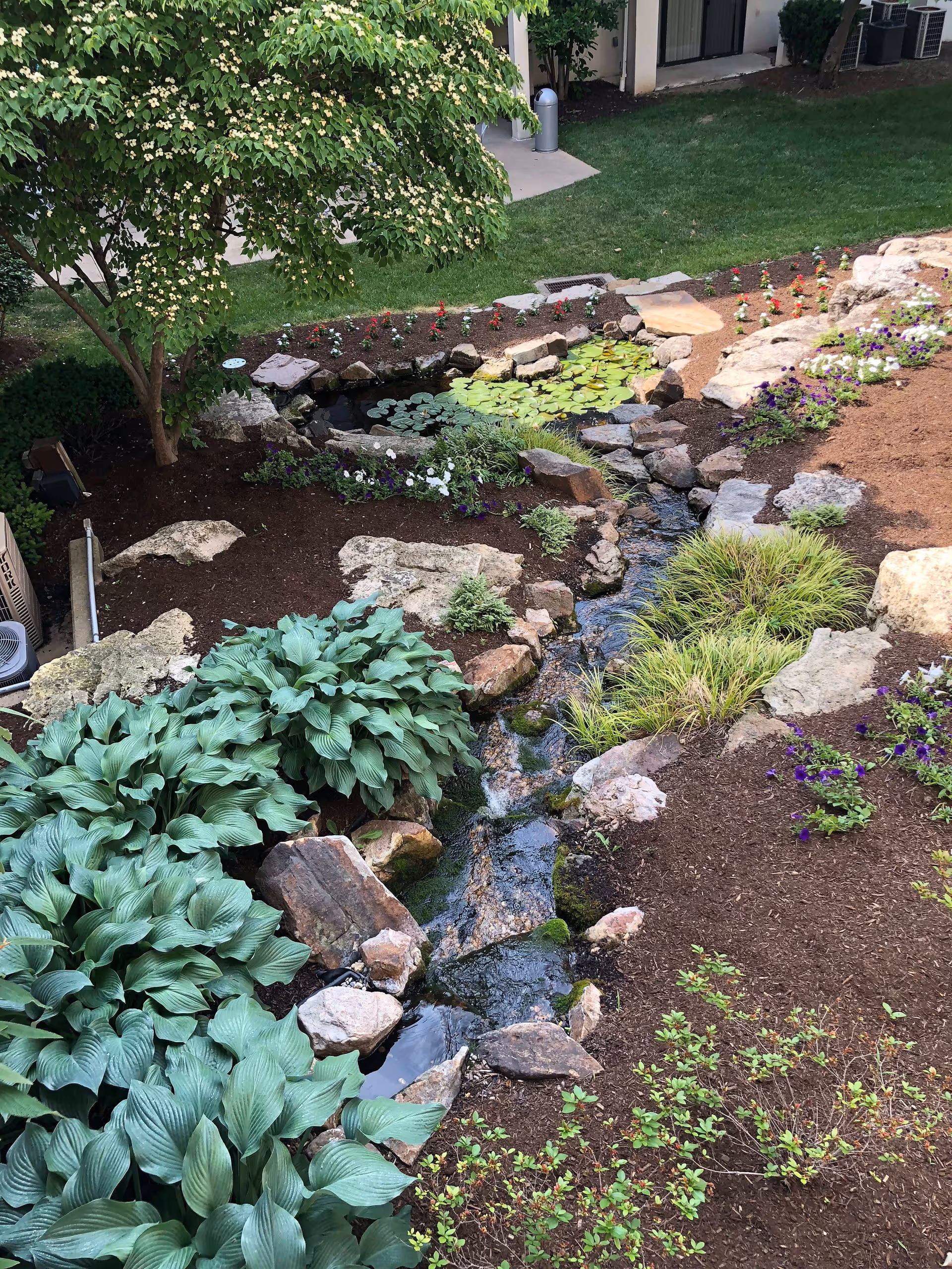 A landscaped garden area with a small stream flowing through rocks and surrounded by various green plants and flowers. There is a tree with white blossoms on the left side and a patch of lily pads in a small pond near the center. The background shows part of a building with grass and a concrete walkway.