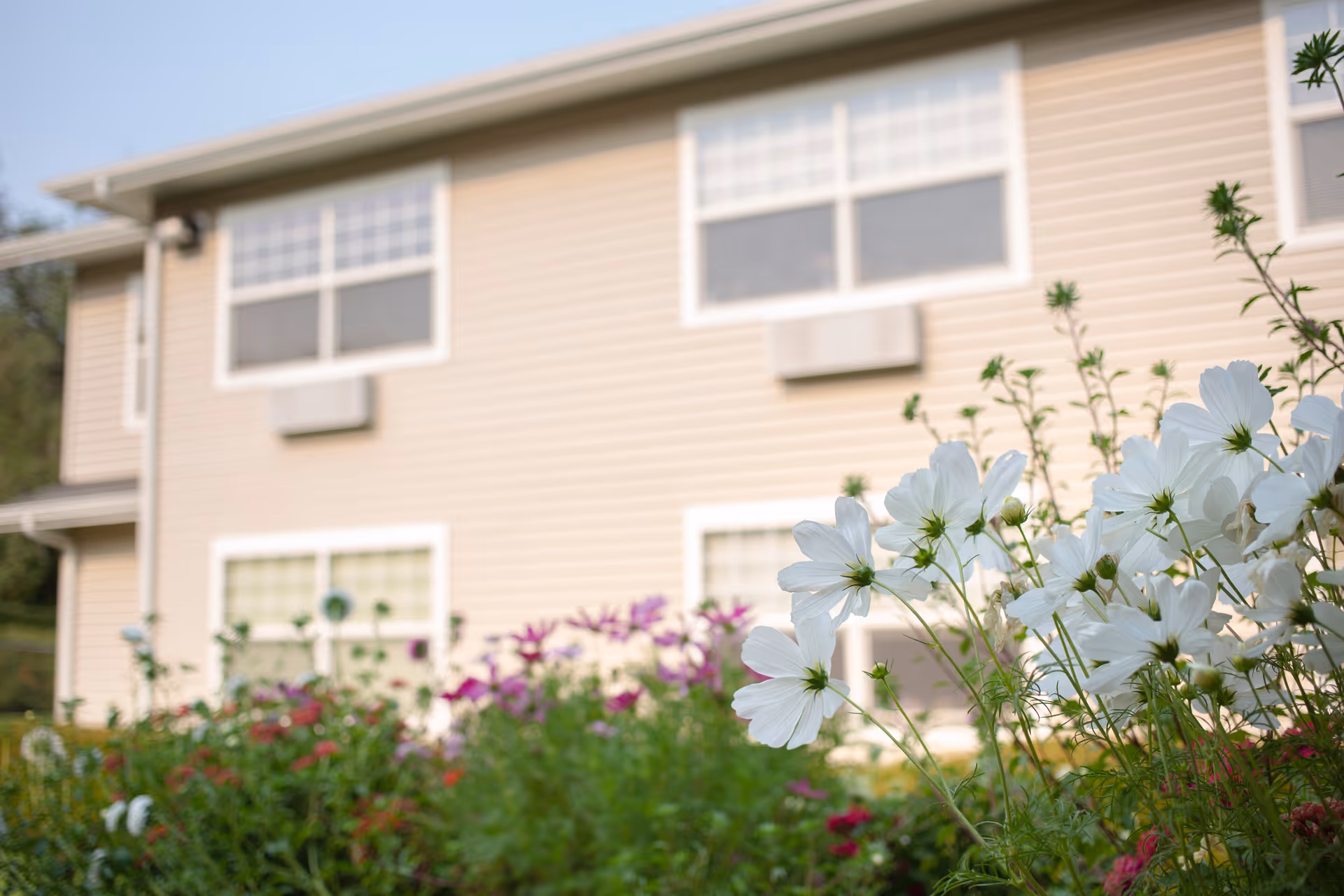 Close-up view of white and purple flowers in a garden with a beige two-story building with white-framed windows in the background.