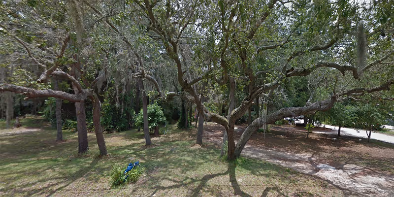 A grassy outdoor area with several large trees providing shade. The ground is covered with patches of grass and dirt, and there is a small cluster of blue flowers near the center. A paved road is visible in the background on the right side.